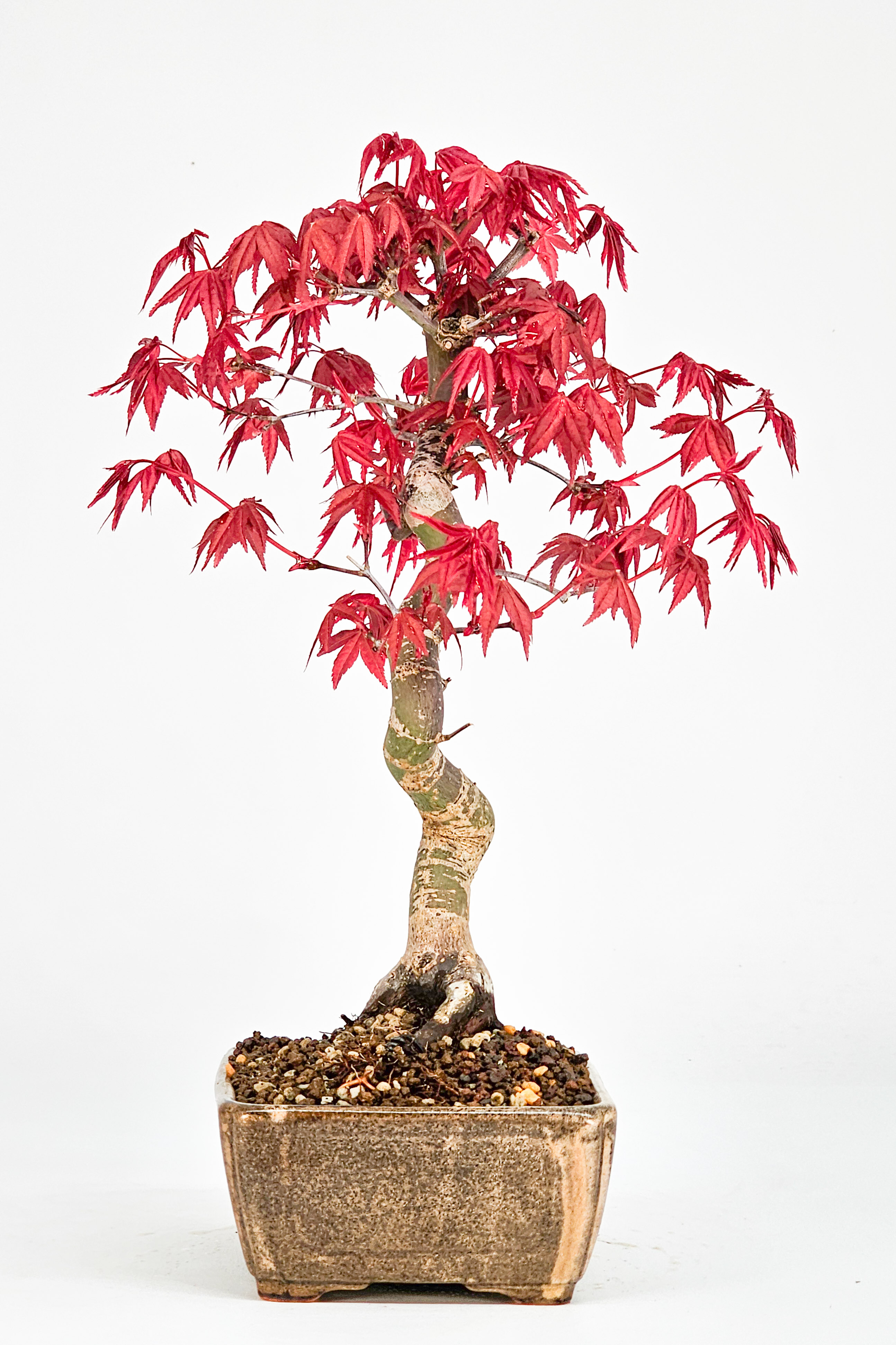 Bonsai Fächerahorn Acer palmatum Deshojo Shohin 21cm  