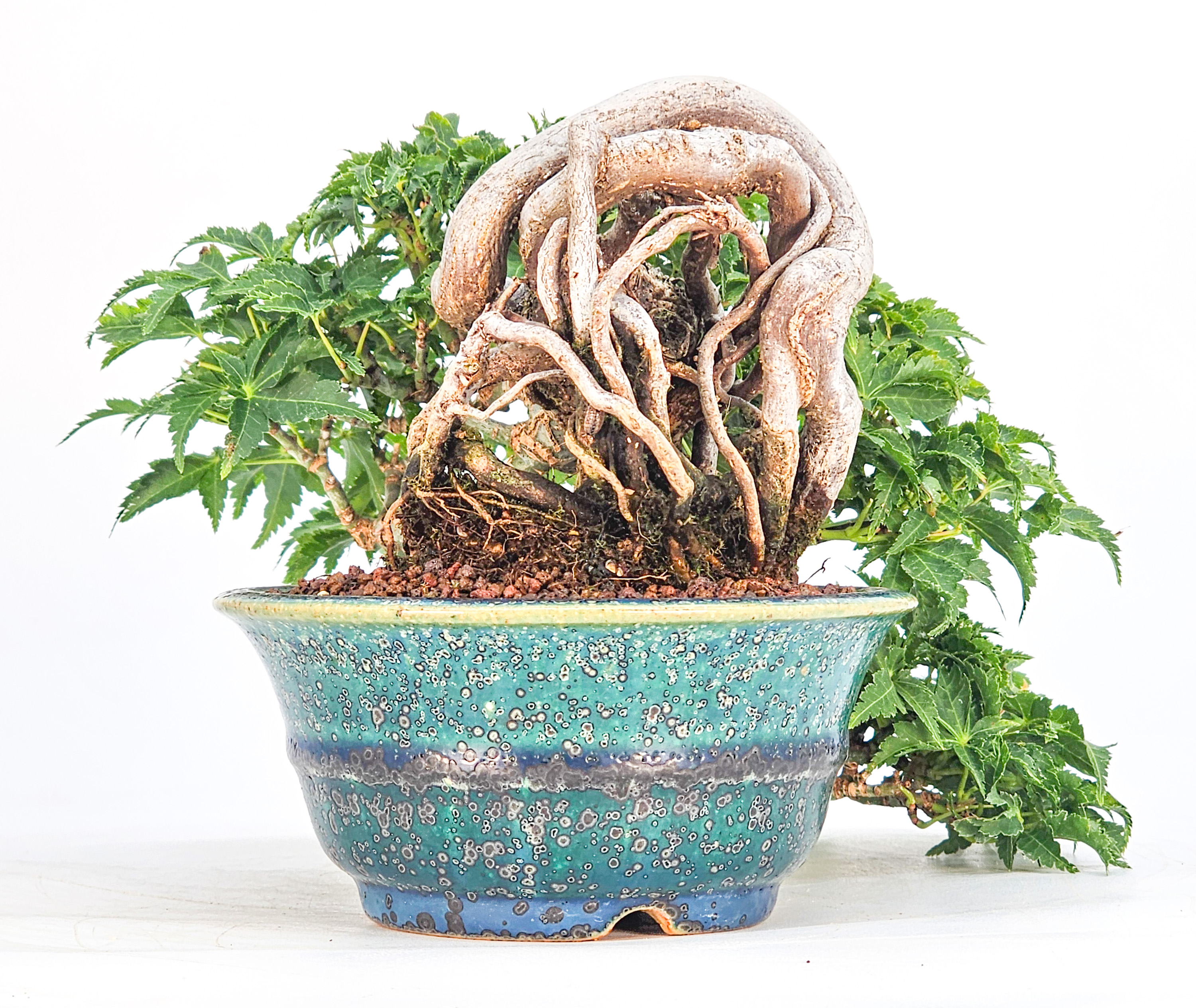 Bonsai Premium Löwenkopfahorn- Acer palmatum Shishigashira Shohin 16cm Video!!