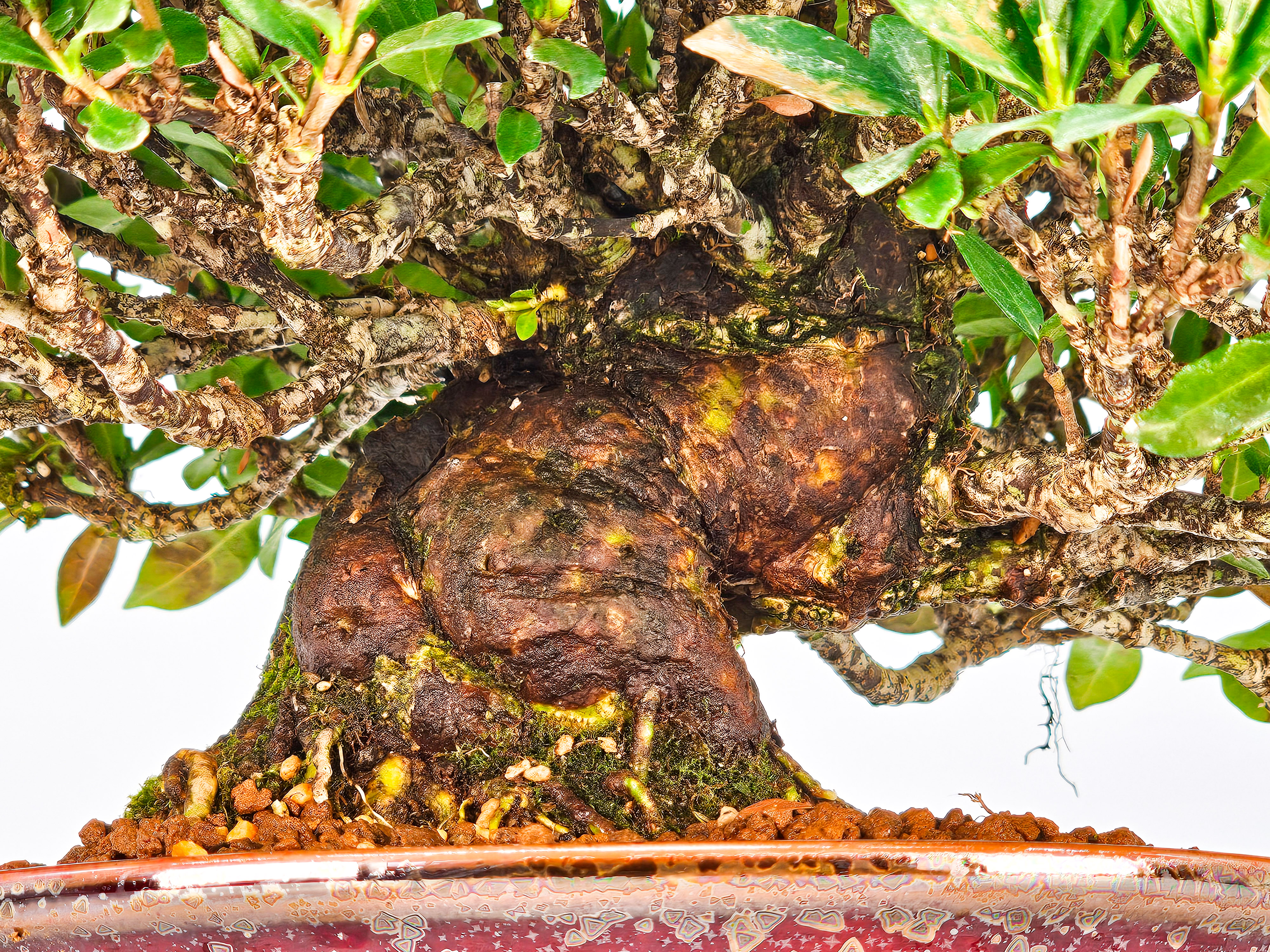 Bonsai Gardenia jasminoides Shohin 20cm Video!!
