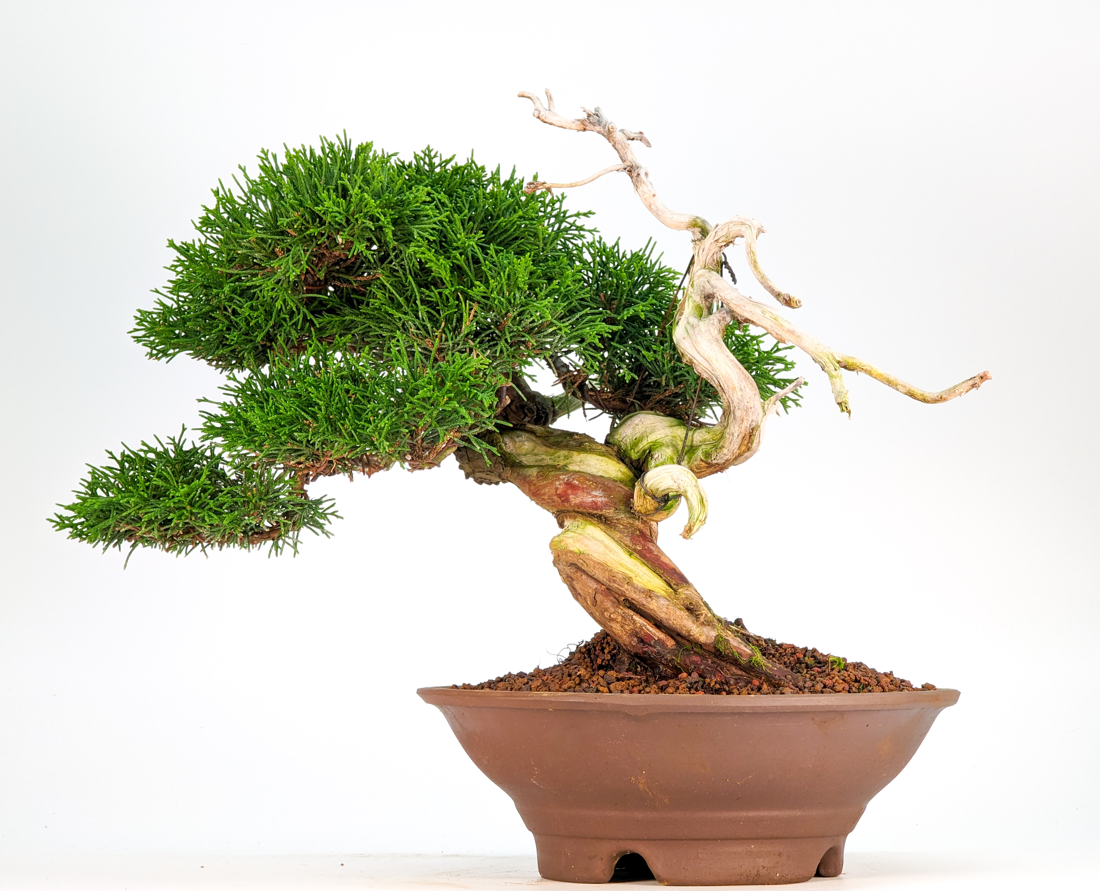 Bonsai Wacholder Juniperus Itoigawa Shohin 19cm