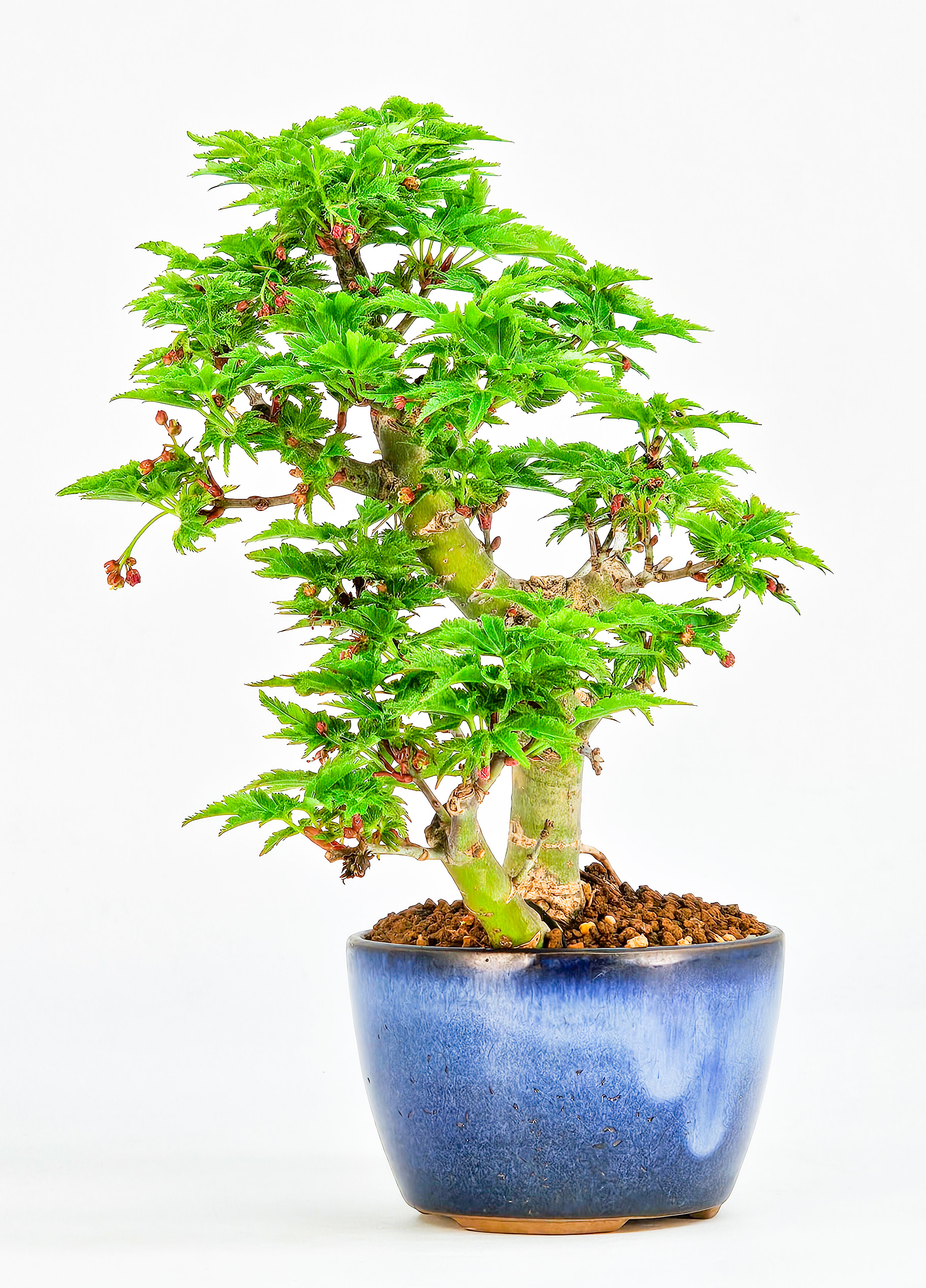 Bonsai Löwenkopfahorn- Acer palmatum Shishigashira Shohin 13cm 