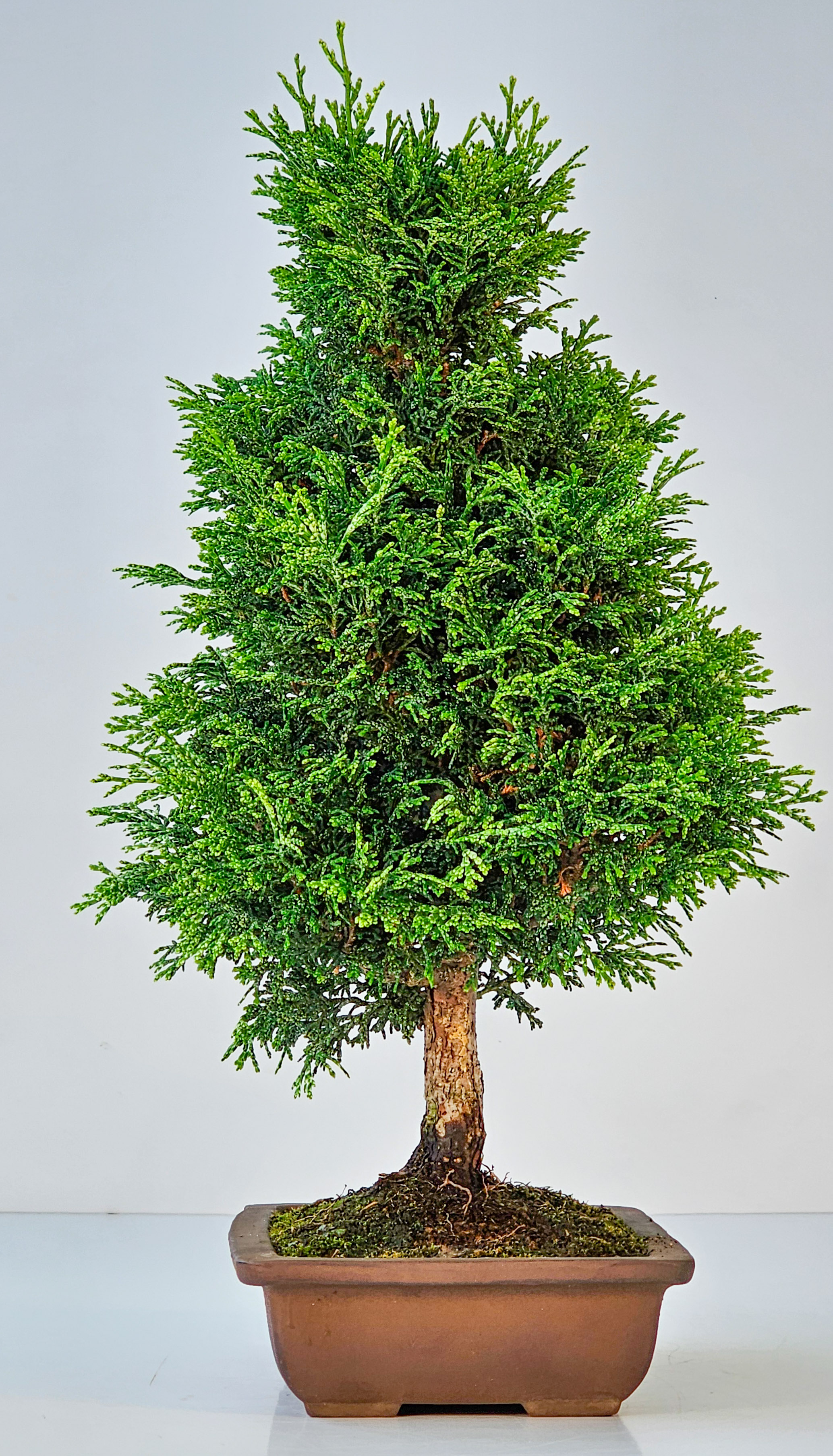 Bonsai Chamaecyparis obtusa 38,5 cm 
