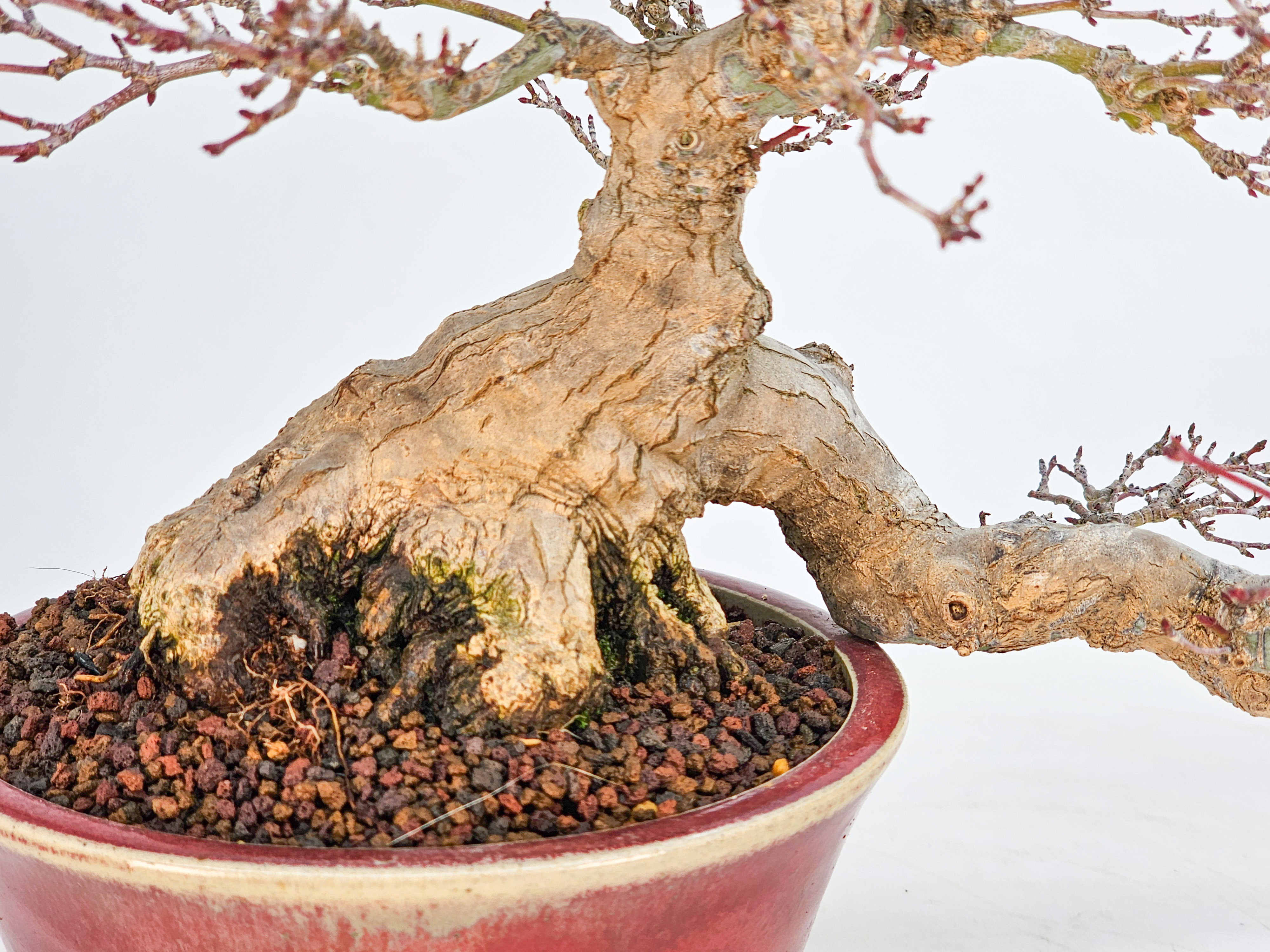 Bonsai Premium  Fächerahorn - Acer palmatum Shohin 17cm
