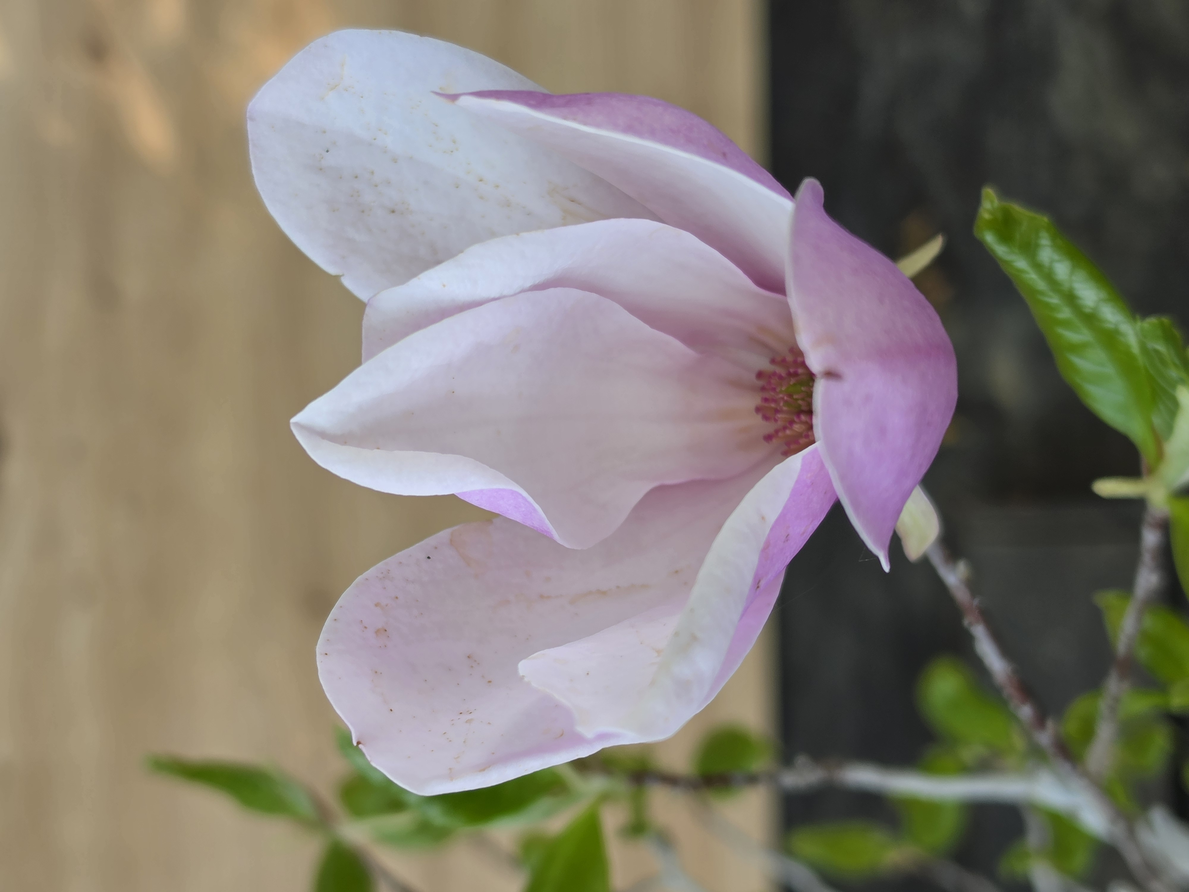 Bonsai Premium Magnolia kobus saucer - Magnolie 55cm