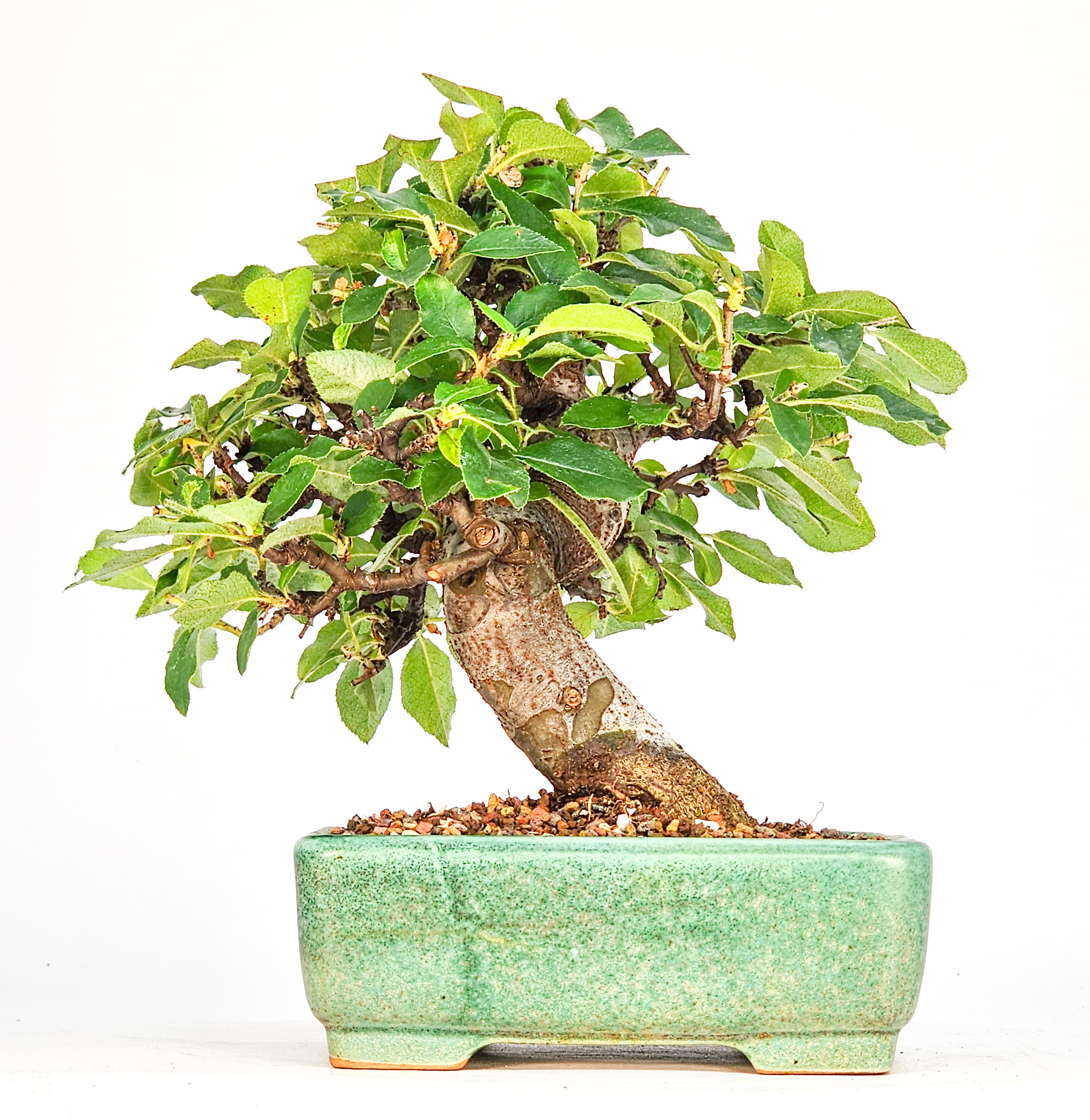 Bonsai Quitte - Pseudocydonia sinensis Shohin 13cm