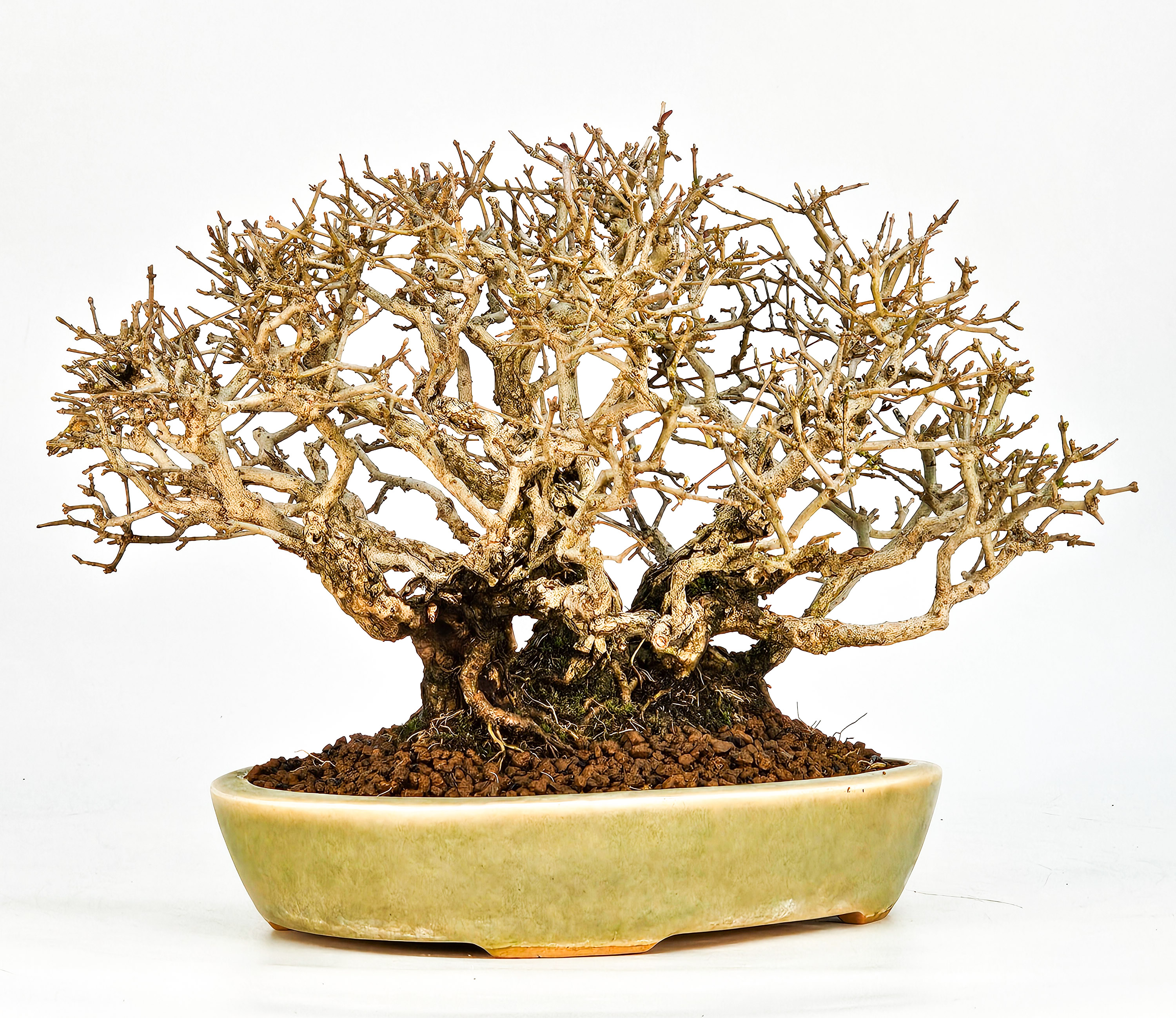 Bonsai Shohin Ligustrum 18cm Video!!