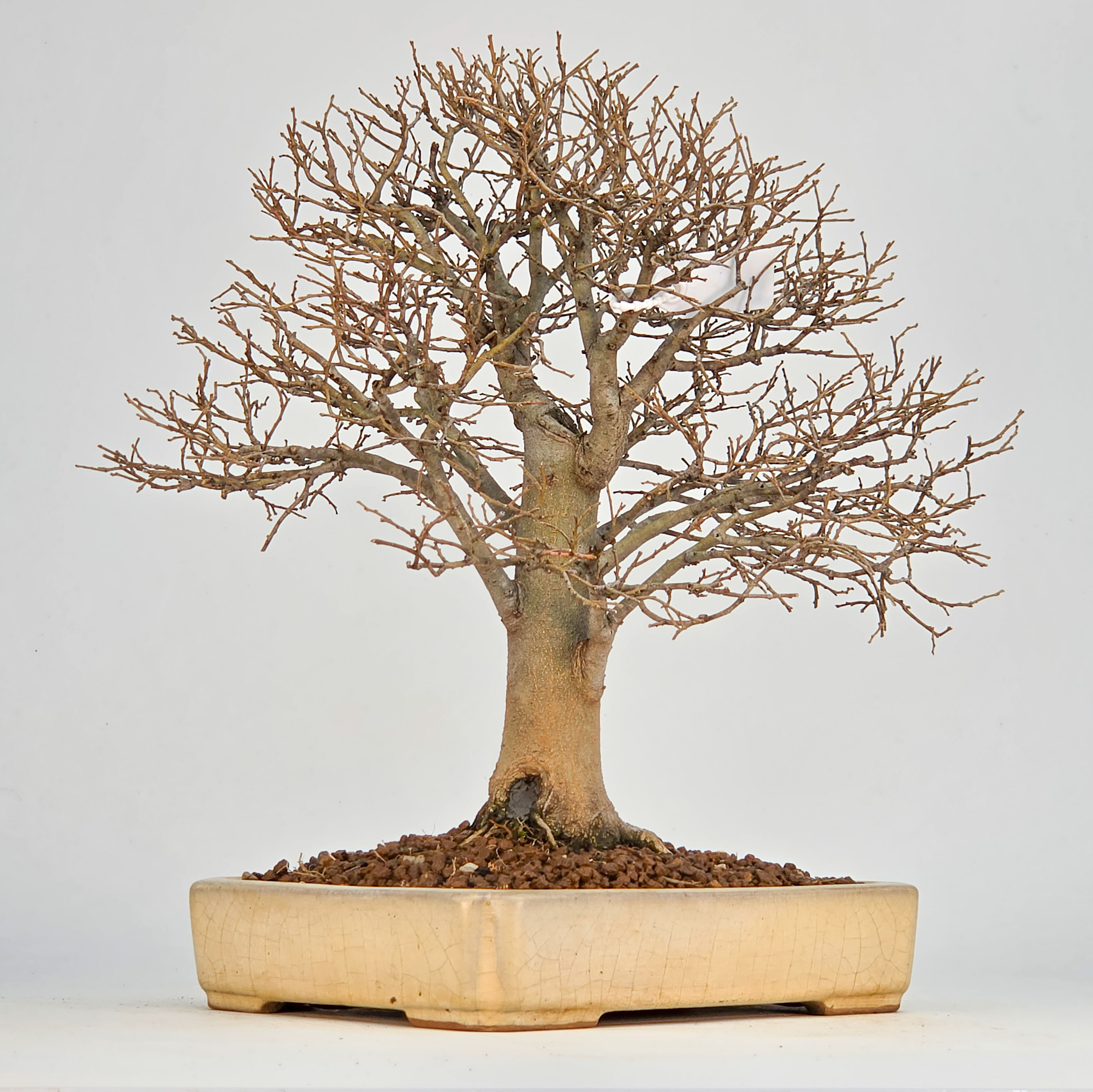 Bonsai Zürgelbaum - Celtis sinensis 25cm