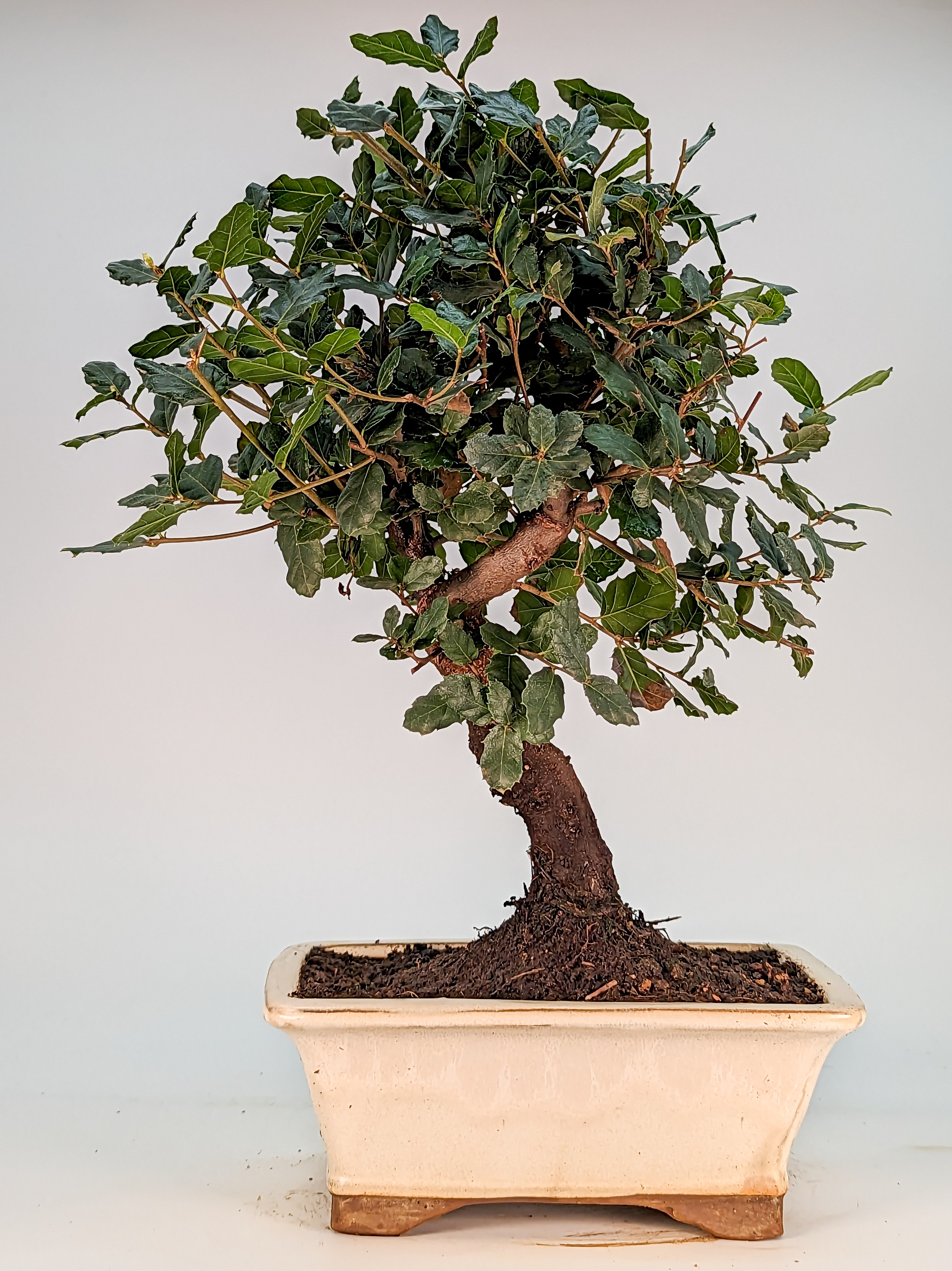Bonsai Quercus suber Kork-Eiche 31cm 