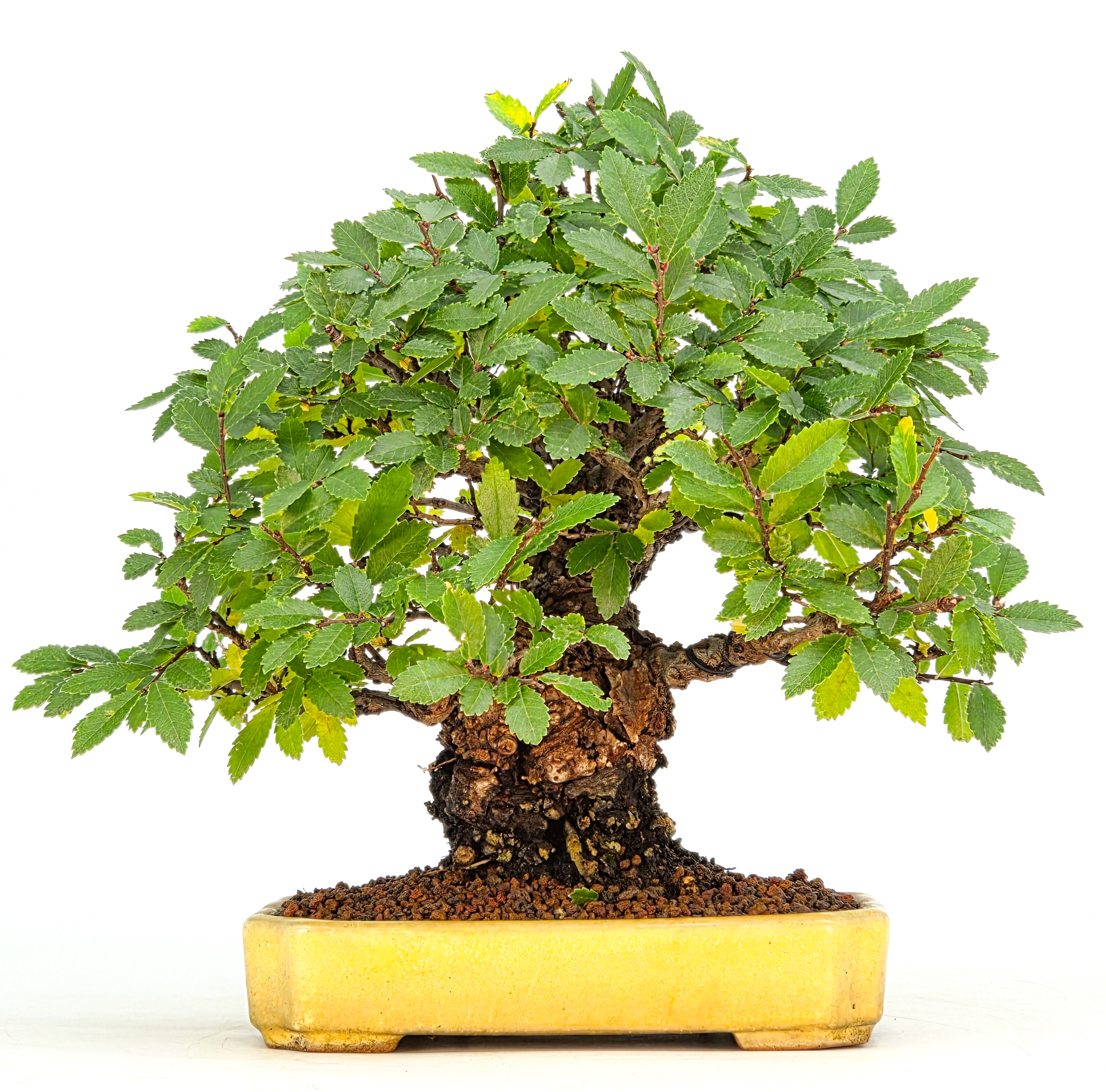 Bonsai Japanische Ulme - Ulmus parvifolia Shohin 17cm