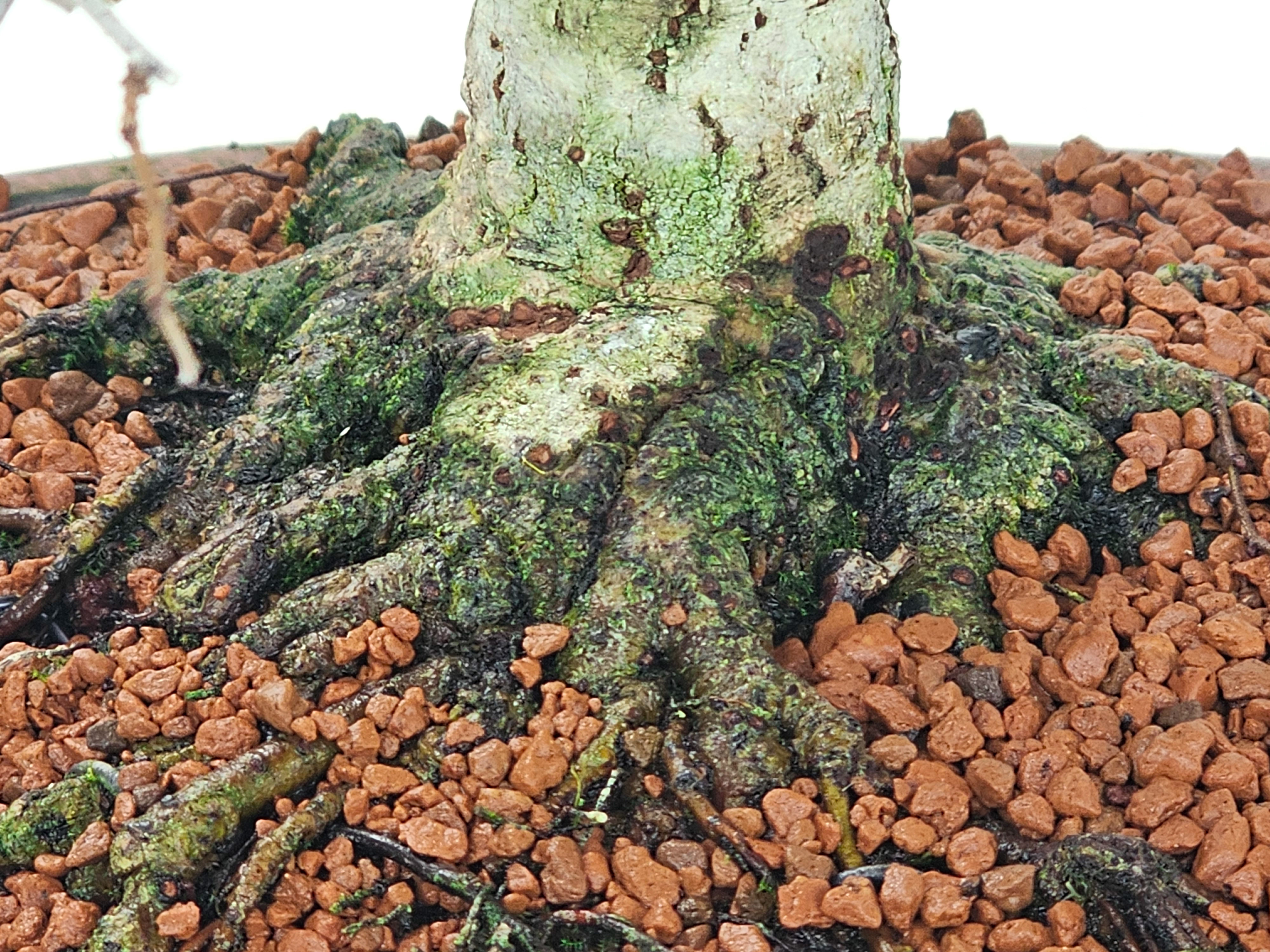 Bonsai Zelkova serrata 26cm - Video! Bonsai Zelkova serrata 26cm - Video!