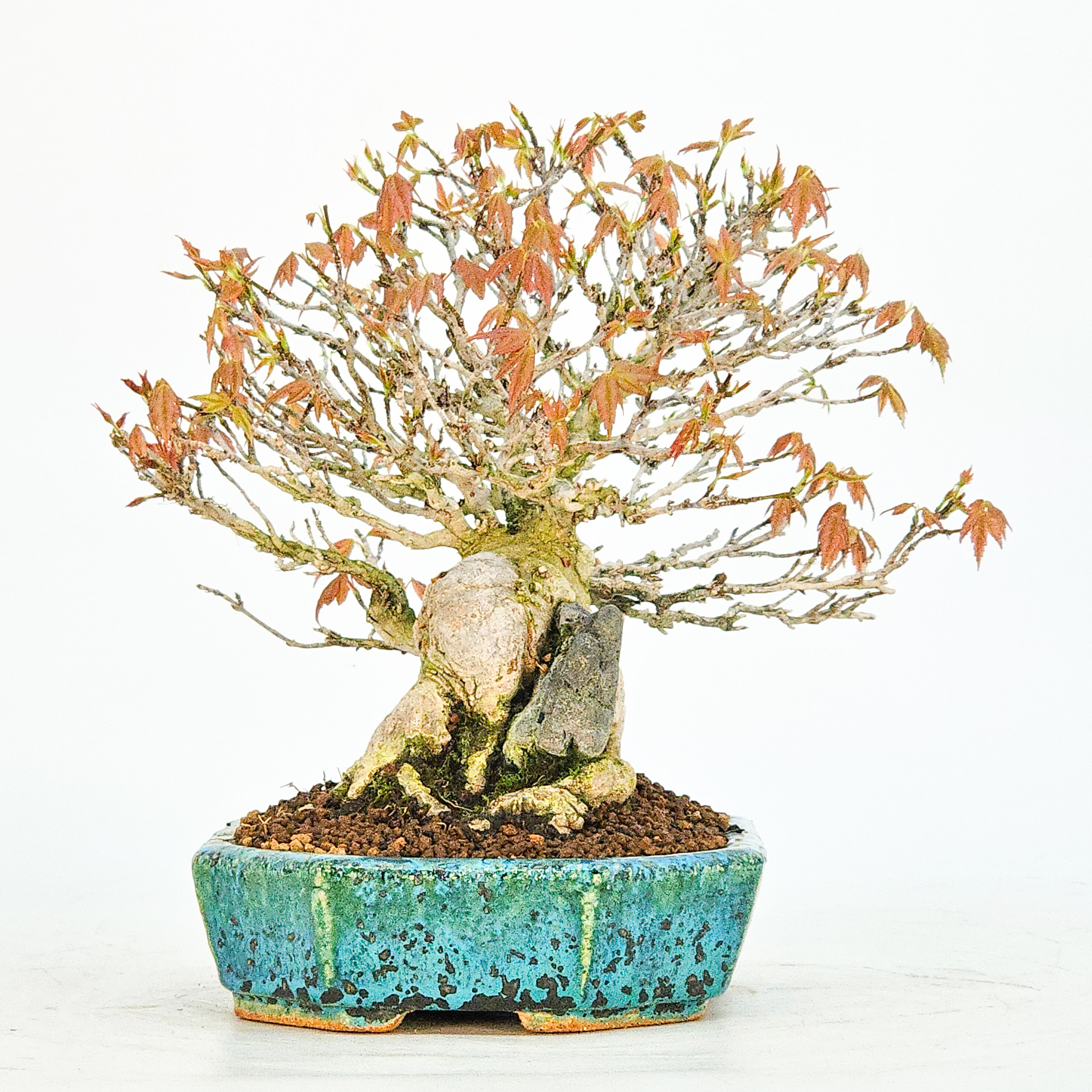 Bonsai Premium Dreispitzahorn - Acer buergerianum Ishizuki Shohin 14,5cm 