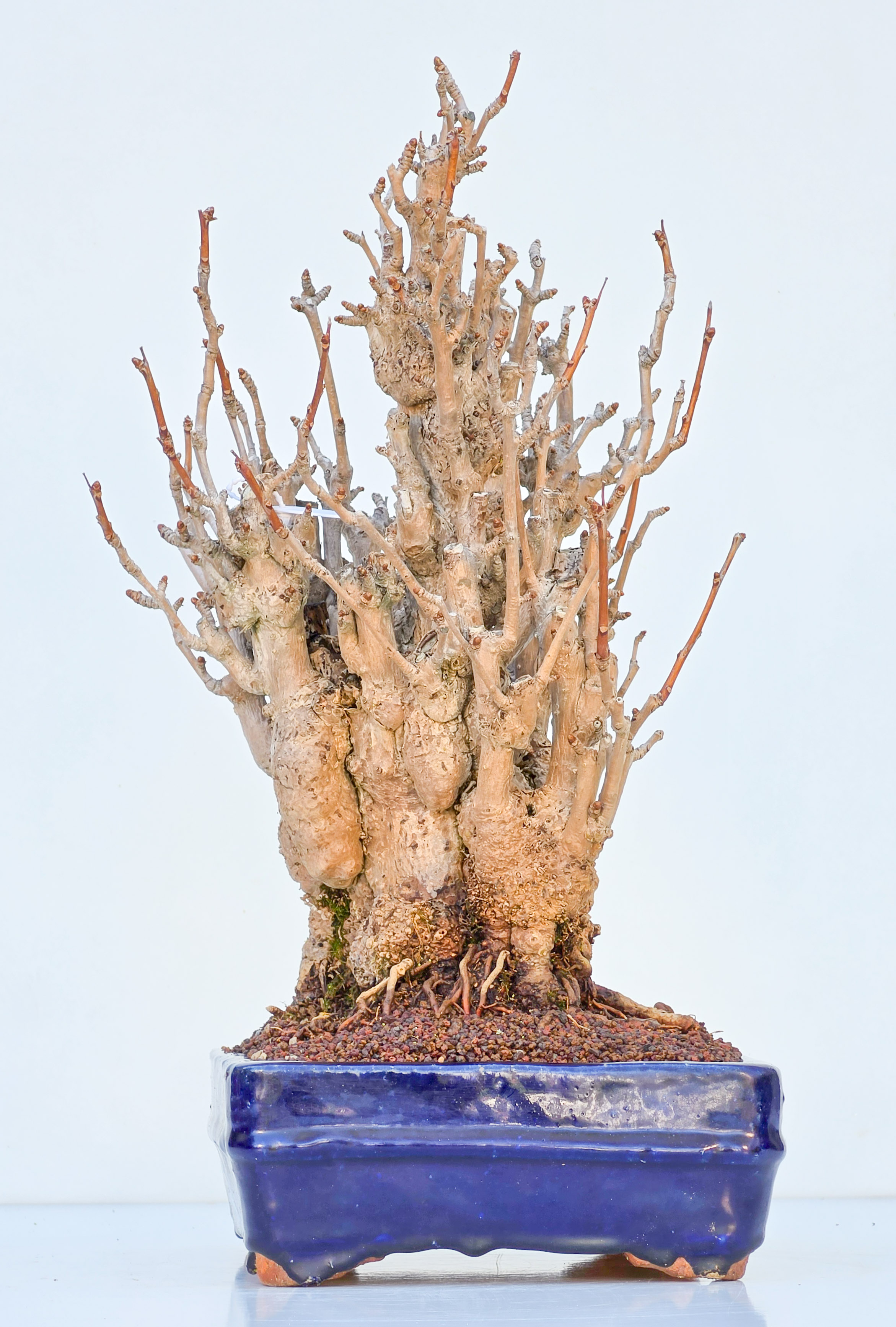 Bonsai Ginkgo biloba 35cm