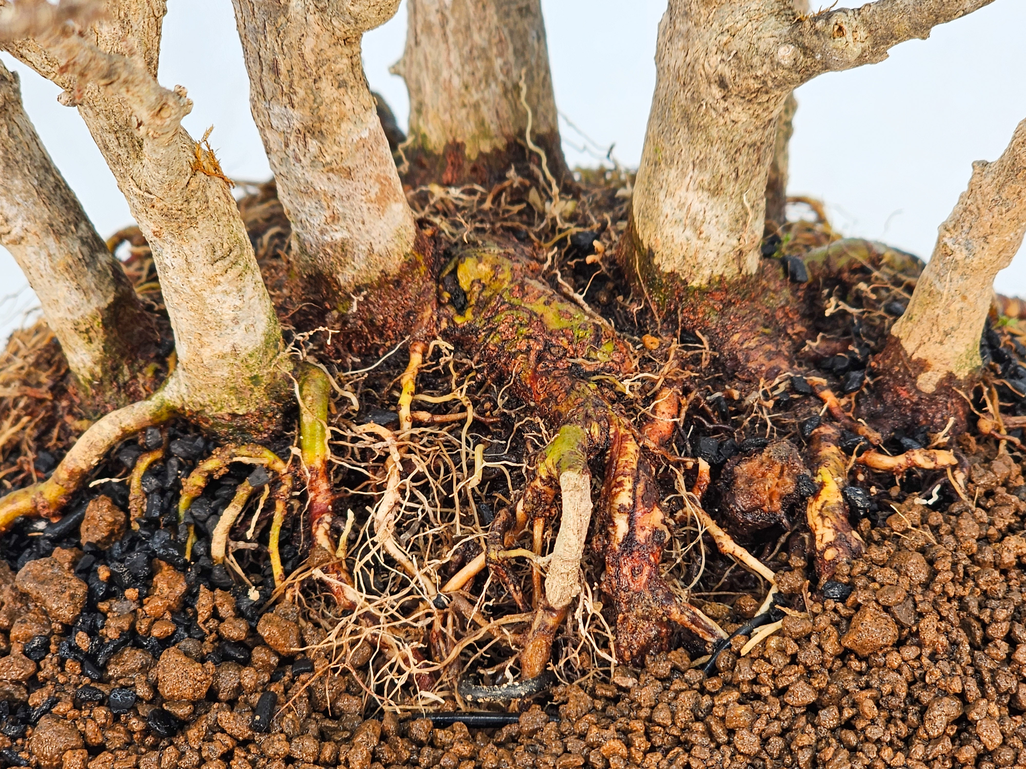 Bonsai Dreispitzahorn - Acer buergerianum Wald Yose-ue 20cm Video!! Bonsai Dreispitzahorn - Acer buergerianum Wald Yose-ue 20cm Video!!