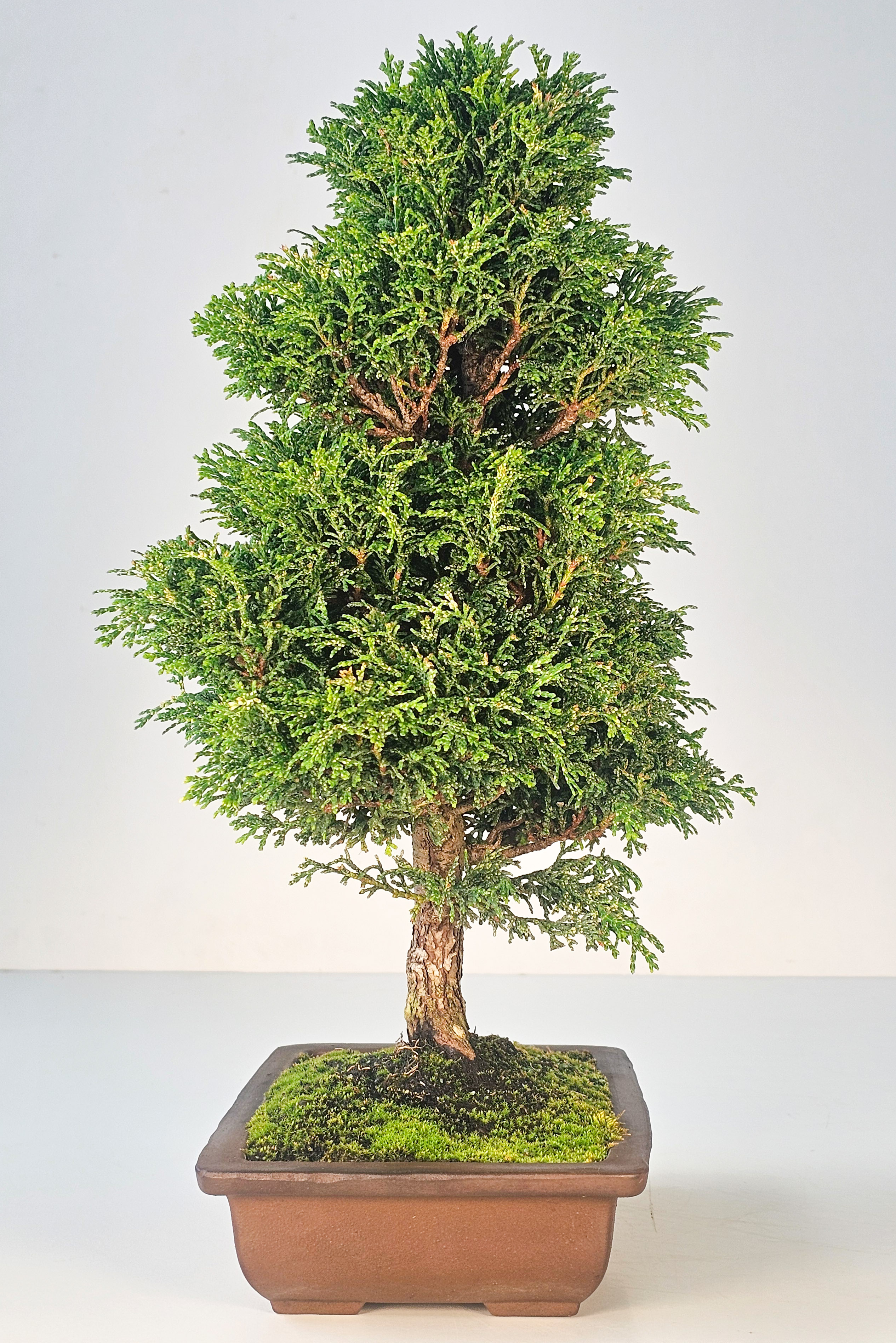 Bonsai Chamaecyparis obtusa 38,5 cm 