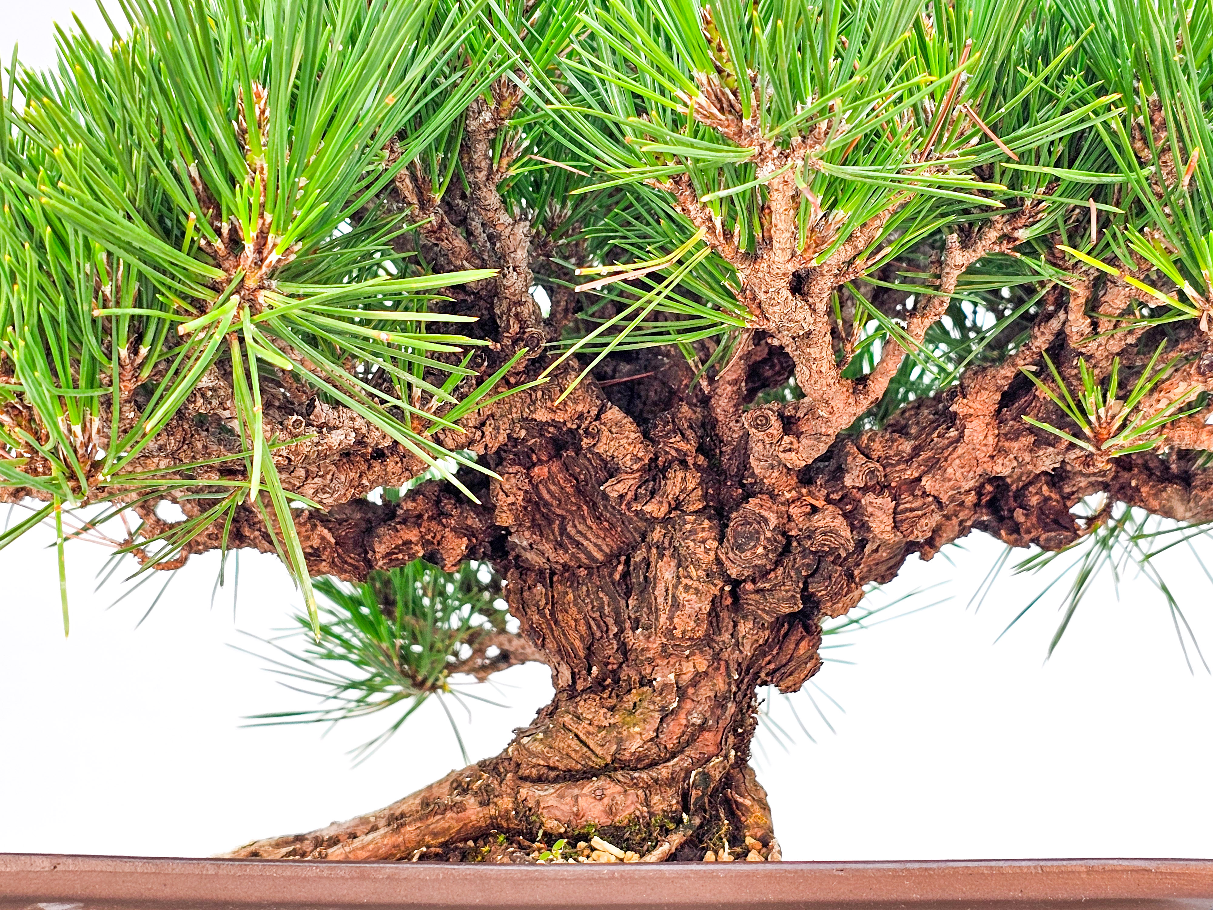 Bonsai Schwarzkiefer - Pinus thunbergii 26cm  