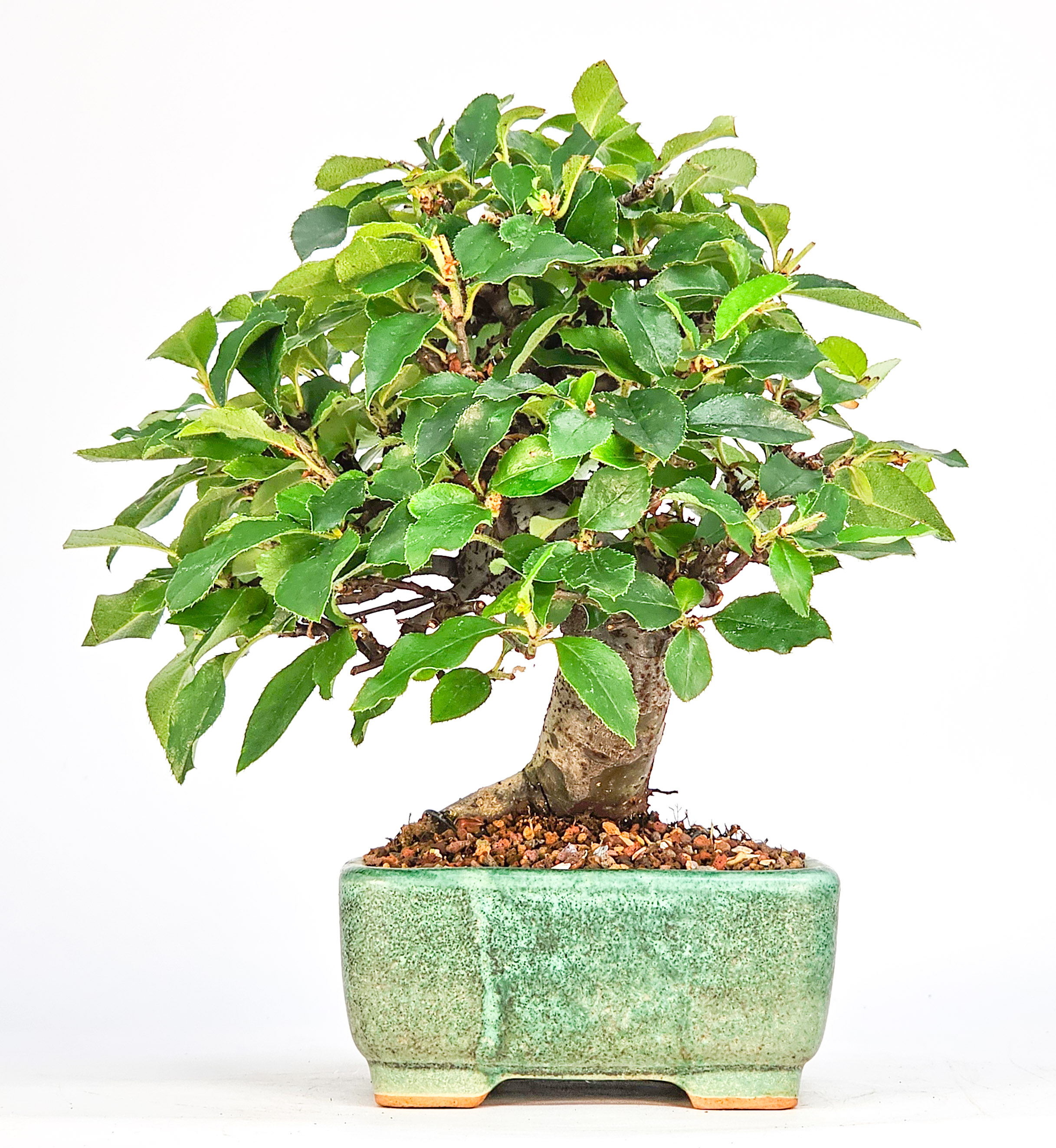 Bonsai Quitte - Pseudocydonia sinensis Shohin 13cm