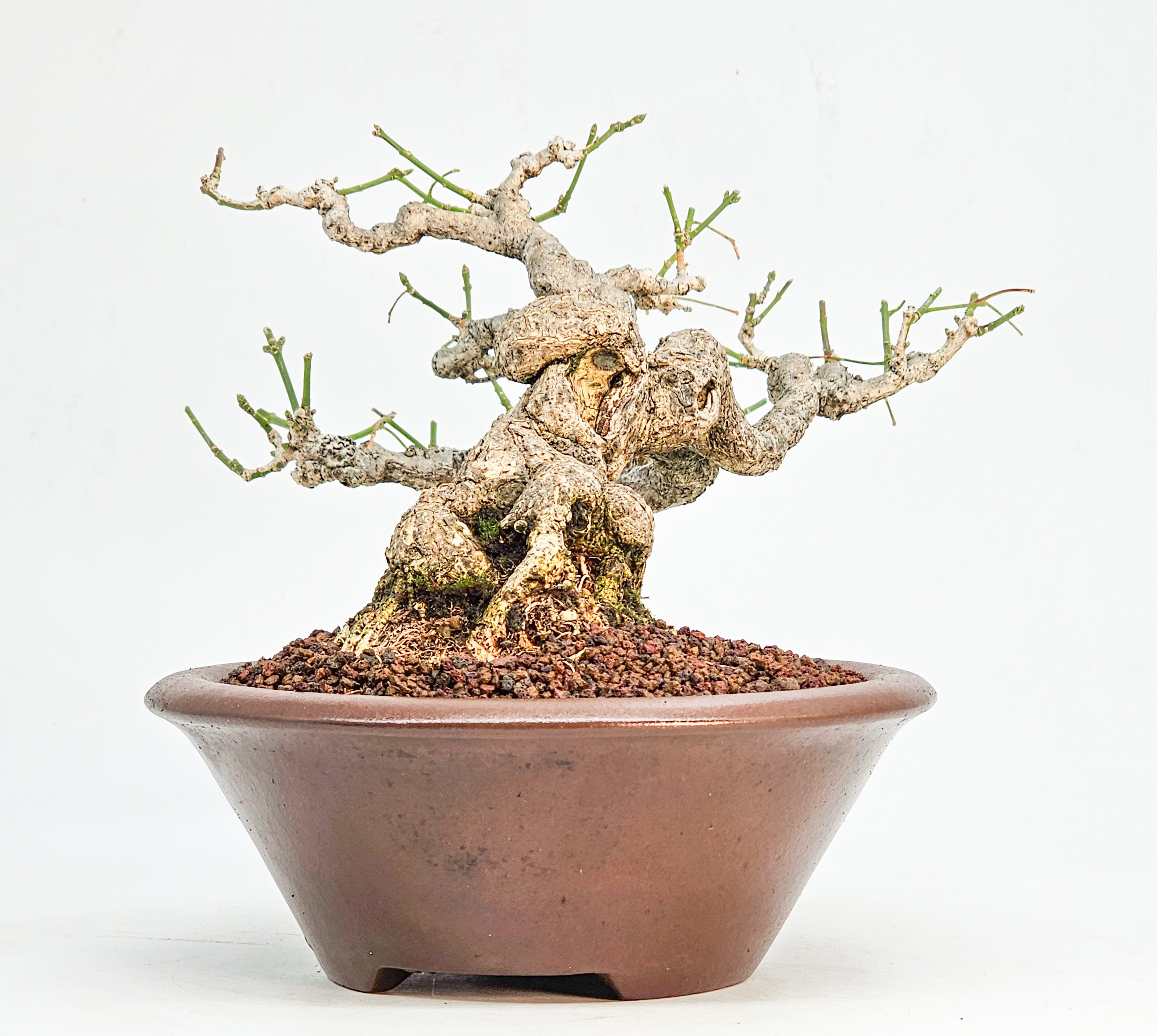  Bonsai Pfaffenhütchen - Euonymus Shohin 14cm