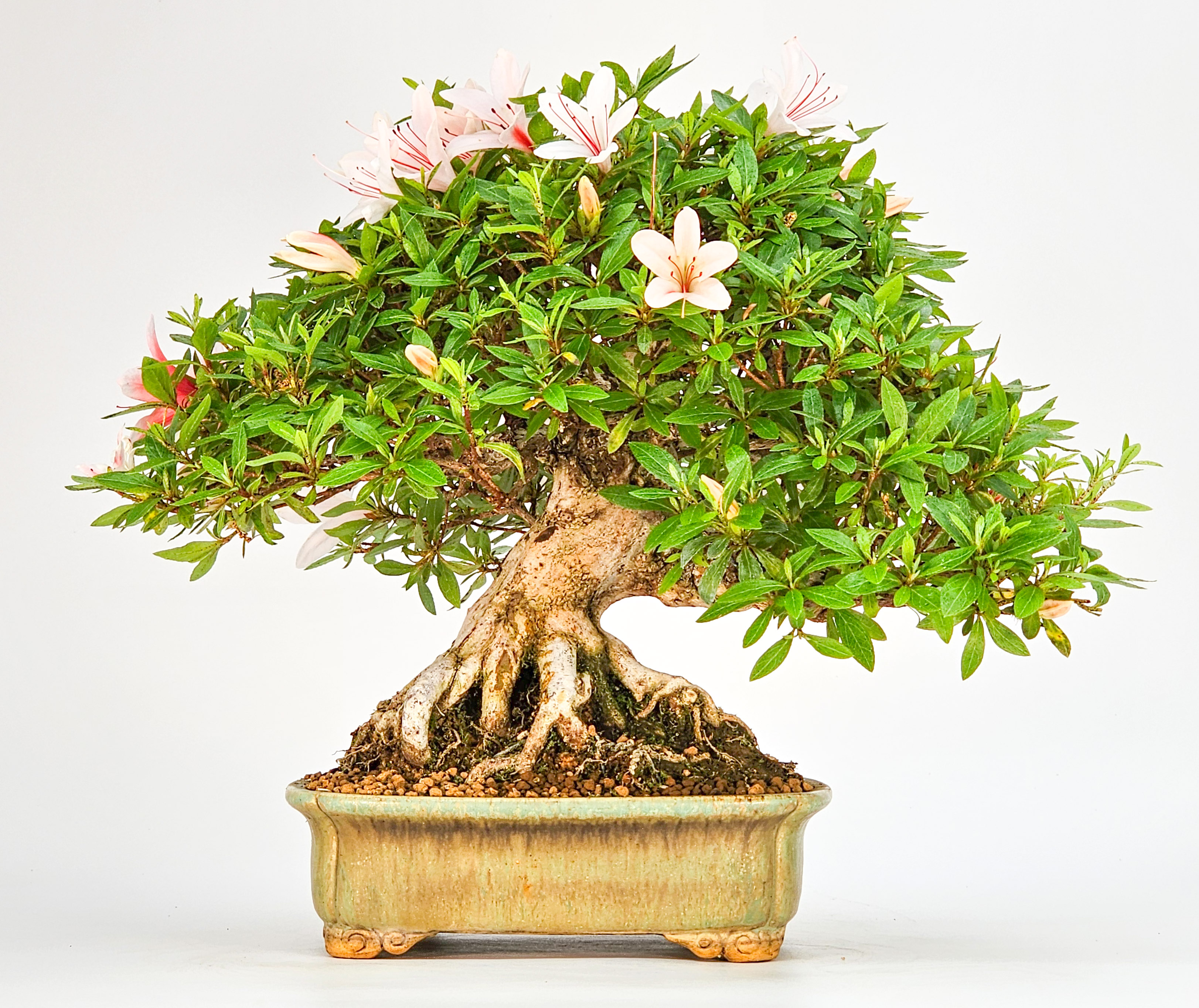 Bonsai Azalee Rhododendron indicum - Hi-no-maru - Shohin 19,5cm - Video!!
