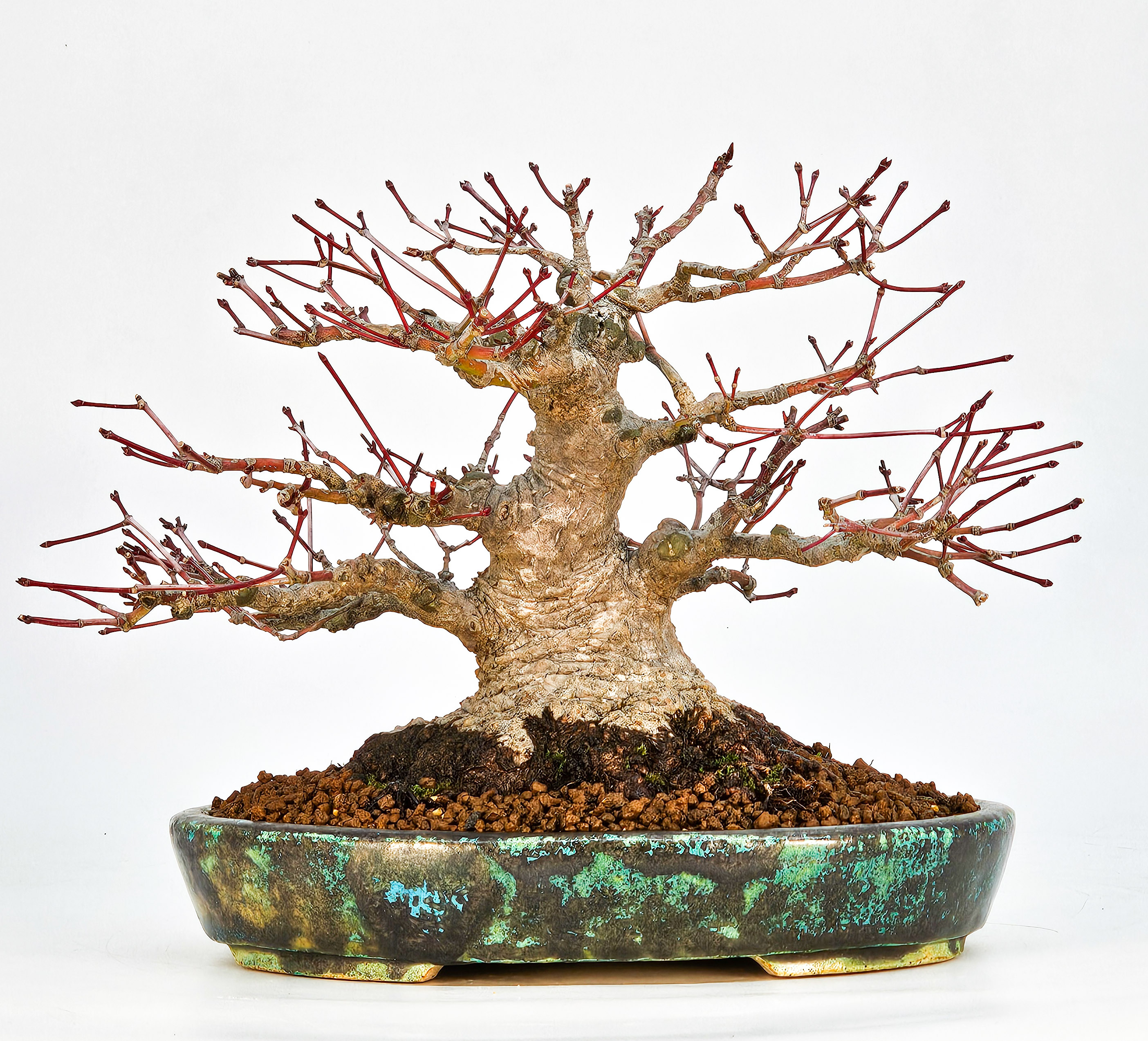 Bonsai Fächerahorn - Acer palmatum Shohin 18cm Video!!