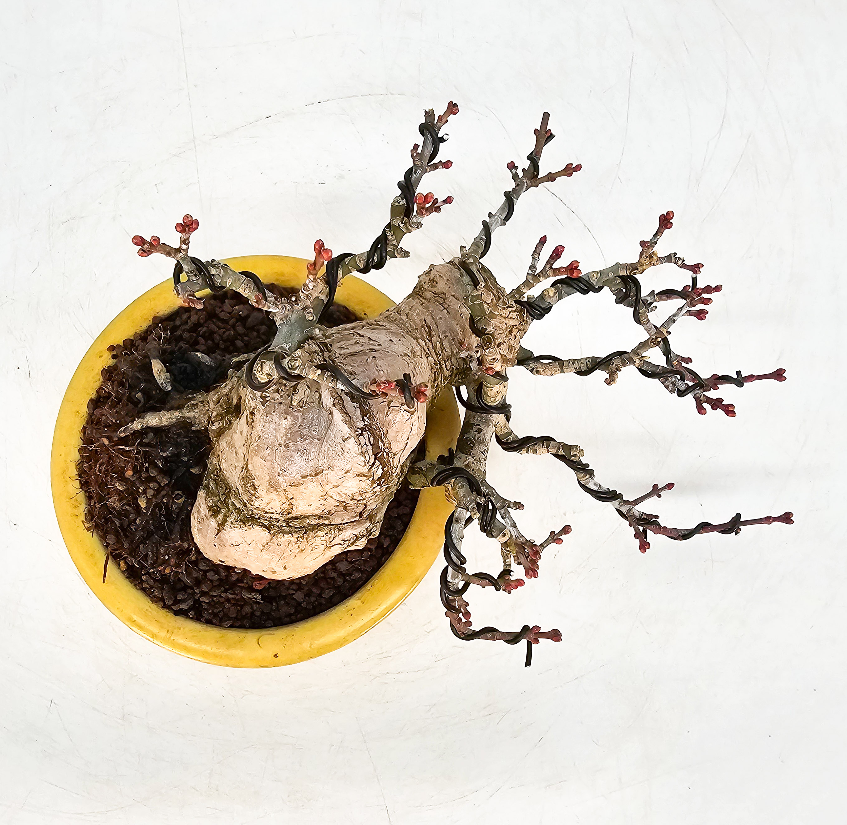 Bonsai Löwenkopfahorn- Acer palmatum Shishigashira Shohin 9cm