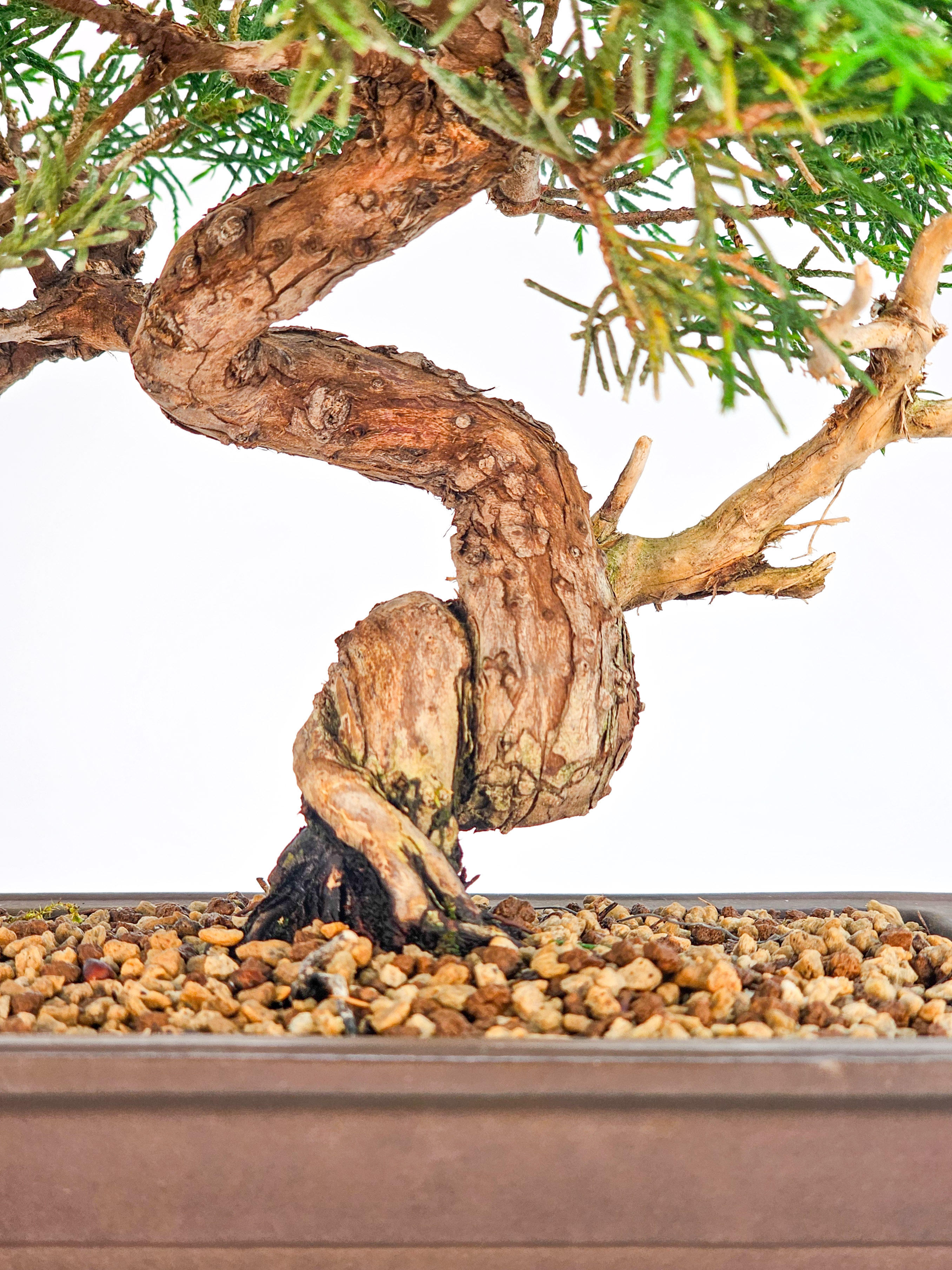 Bonsai Wacholder Juniperus chinensis Shohin 17cm 