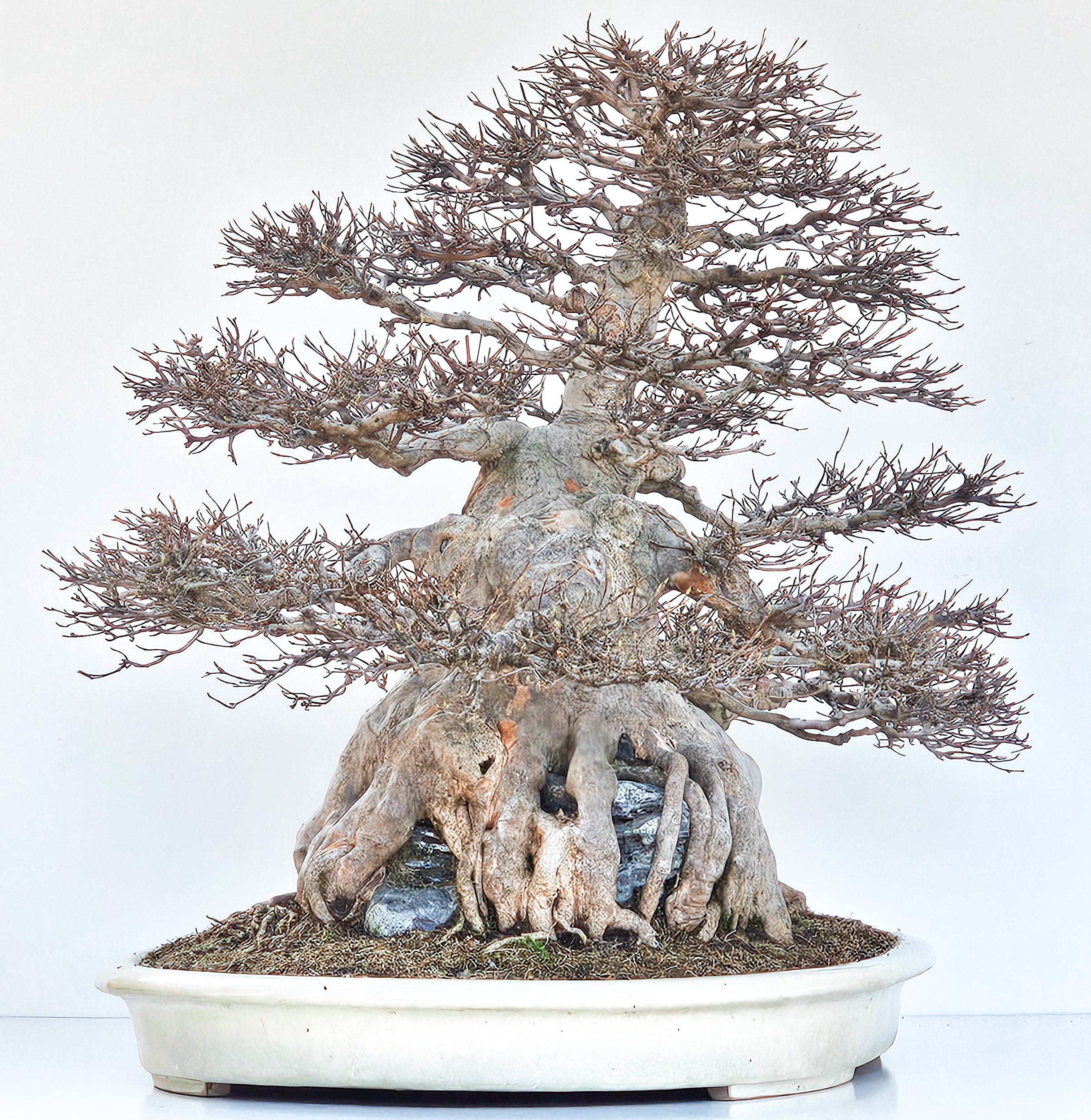 Bonsai Dreispitzahorn - Acer buergerianum Ishizuki 58cm - Video!! Bonsai Dreispitzahorn - Acer buergerianum Ishizuki 58cm - Video!!