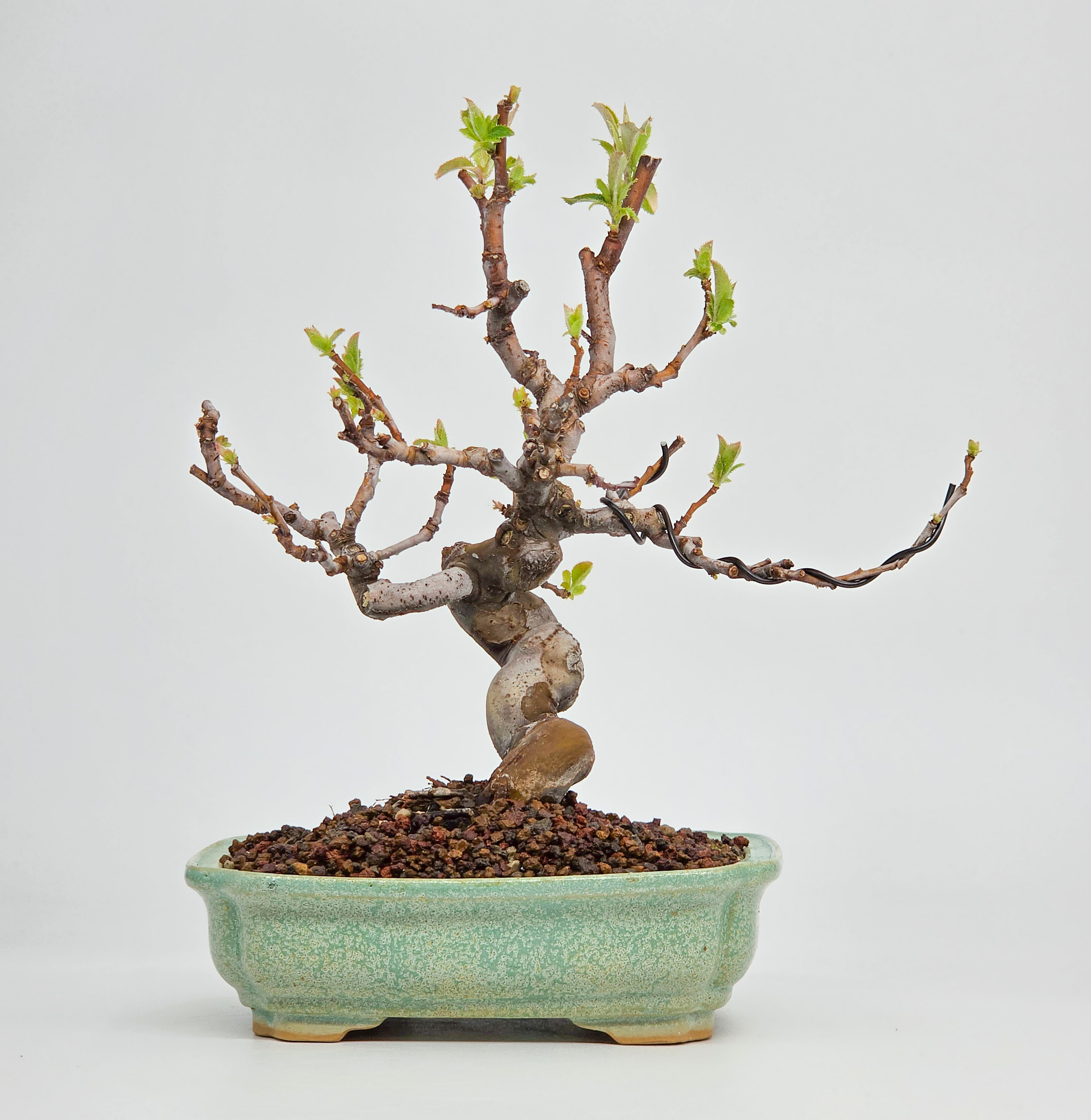 Bonsai Quitte - Pseudocydonia sinensis Shohin 16cm