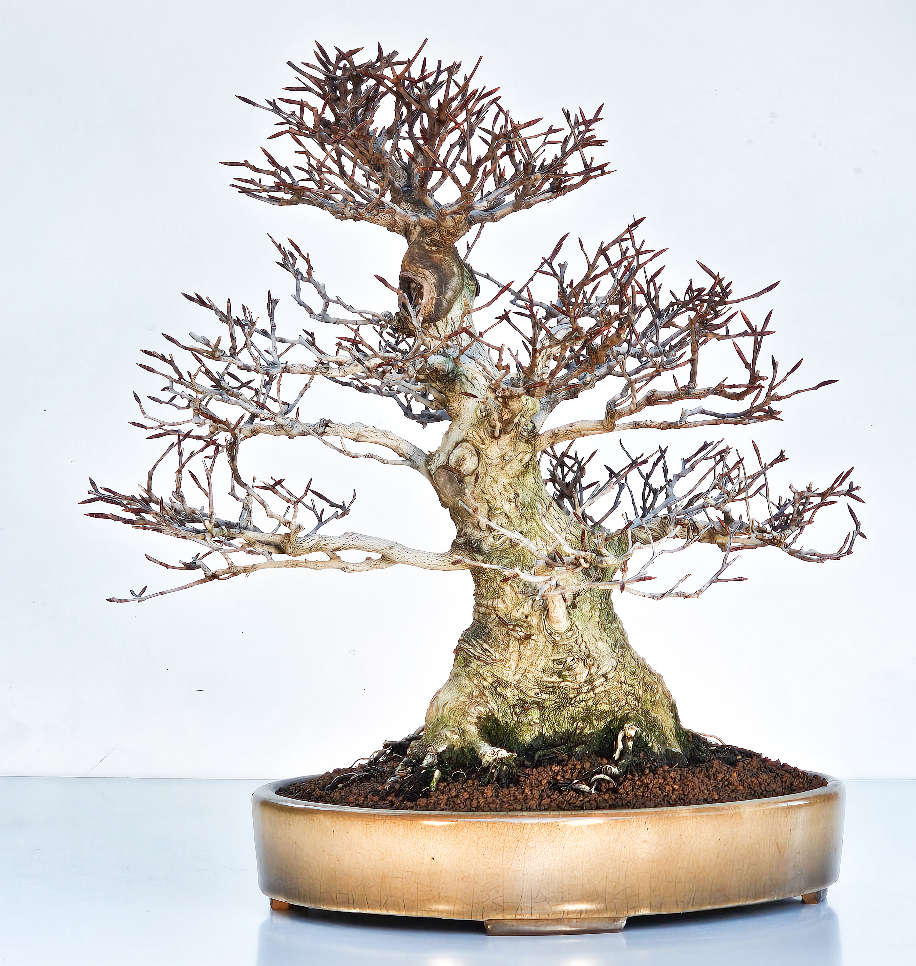 Bonsai Premium Kerbbuche Fagus Crenata - Yorozu-en 33cm