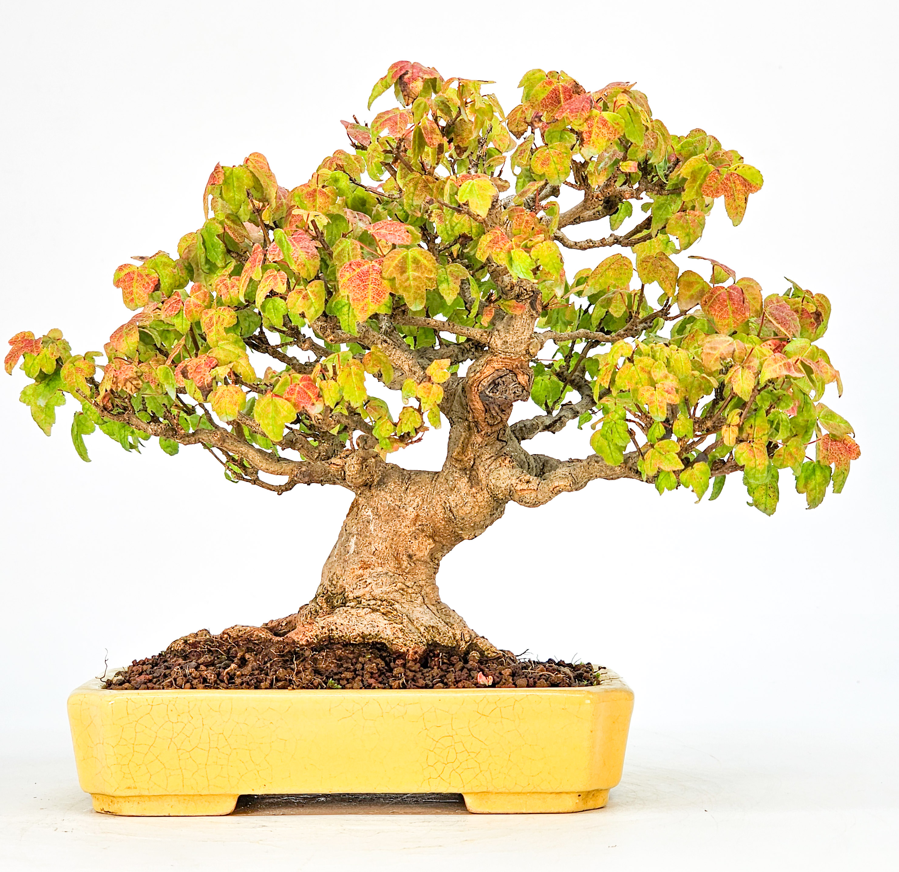 Bonsai Dreispitzahorn - Acer buergerianum 18cm