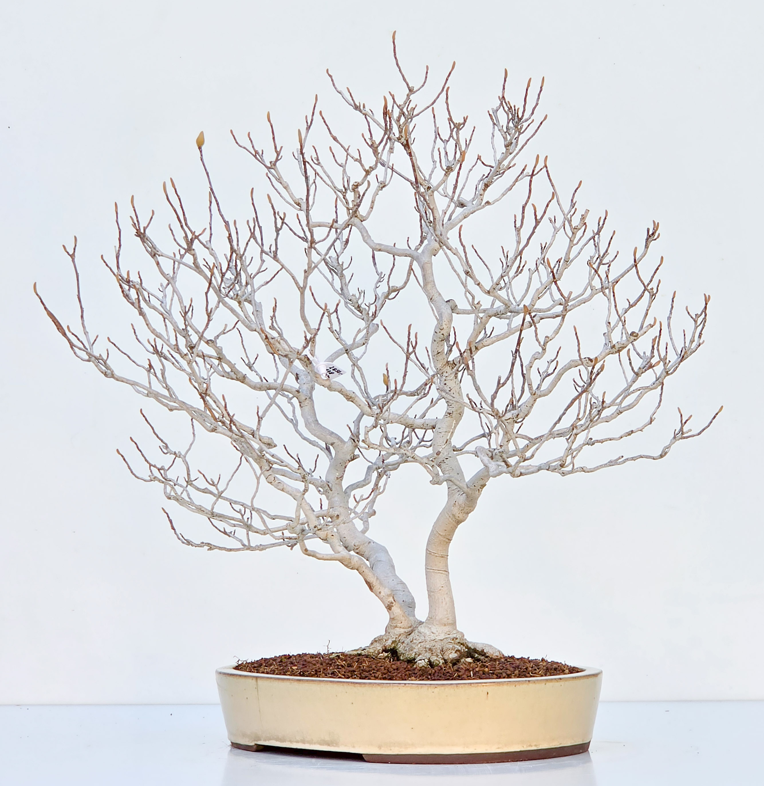 Bonsai Premium Magnolia kobus saucer - Magnolie 55cm
