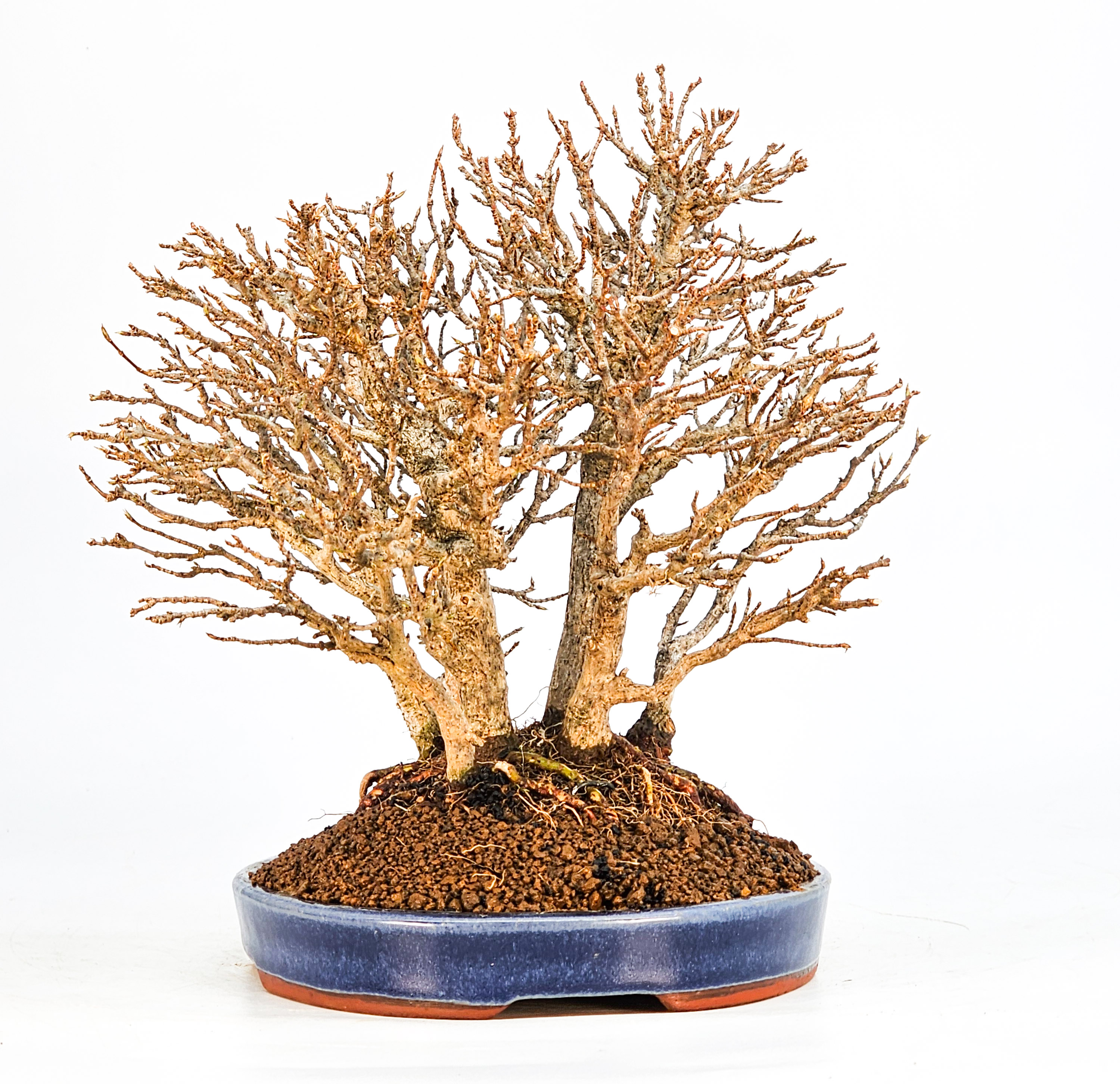 Bonsai Dreispitzahorn - Acer buergerianum Wald Yose-ue 20cm Video!! Bonsai Dreispitzahorn - Acer buergerianum Wald Yose-ue 20cm Video!!