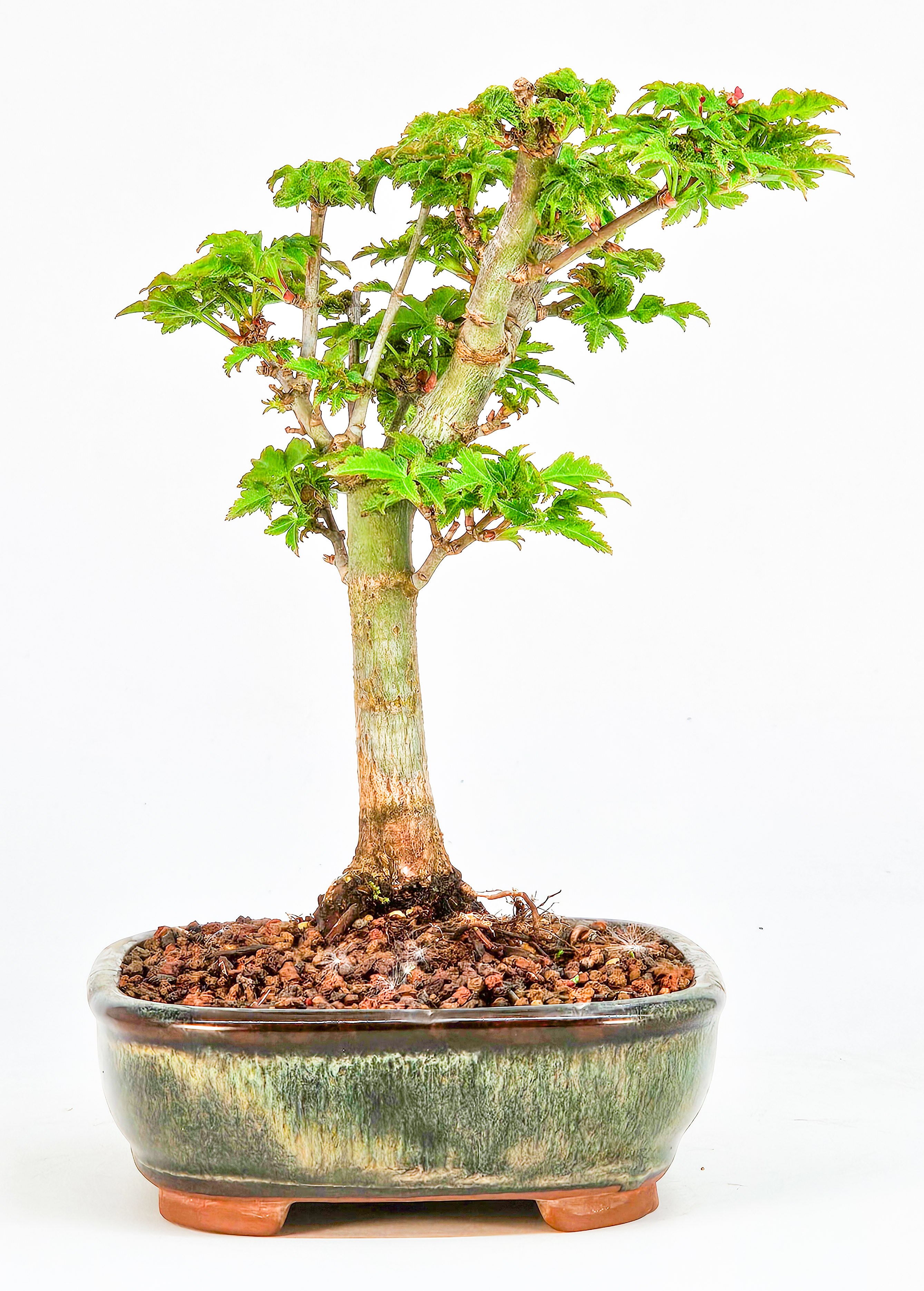 Bonsai Löwenkopfahorn- Acer palmatum Shishigashira Shohin 14cm 