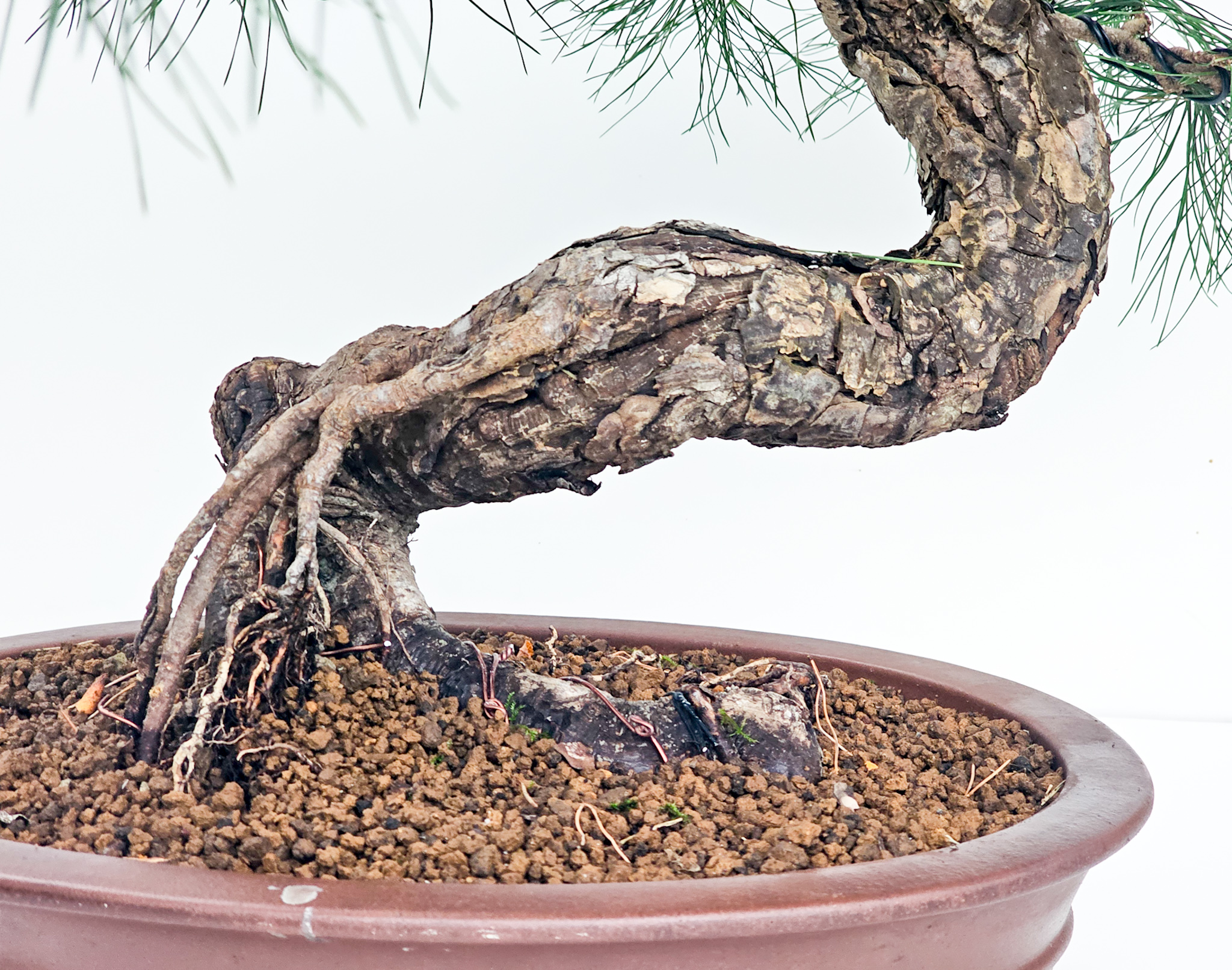 Bonsai Schwarzkiefer - Pinus thunbergii 50cm