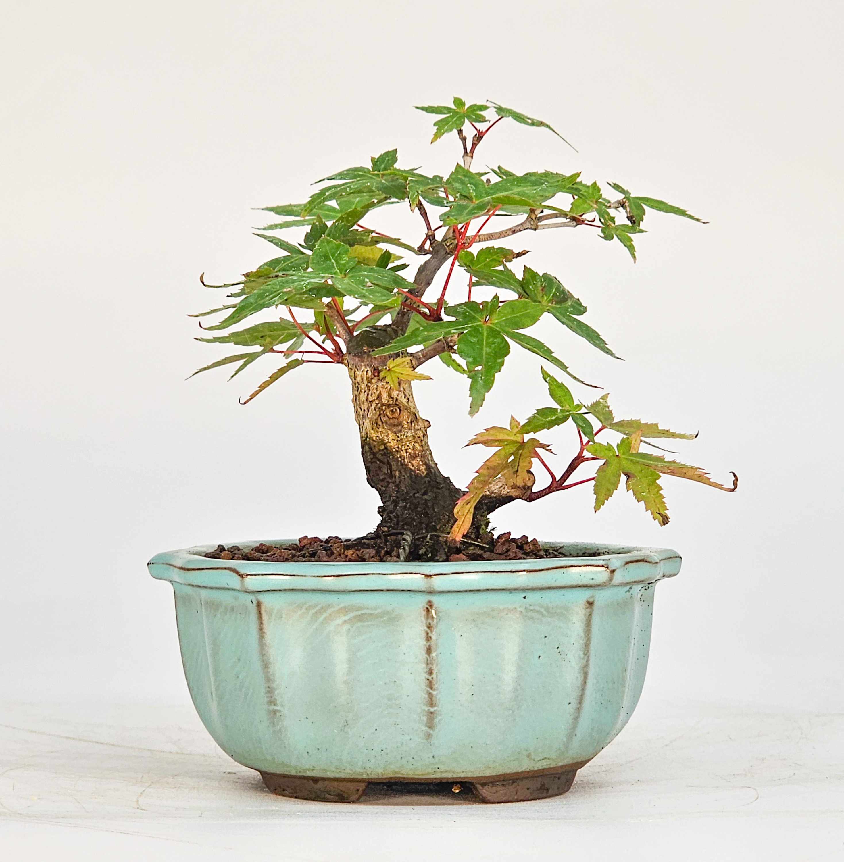 Bonsai Fächerahorn - Acer palmatum deshojo Mame 8cm