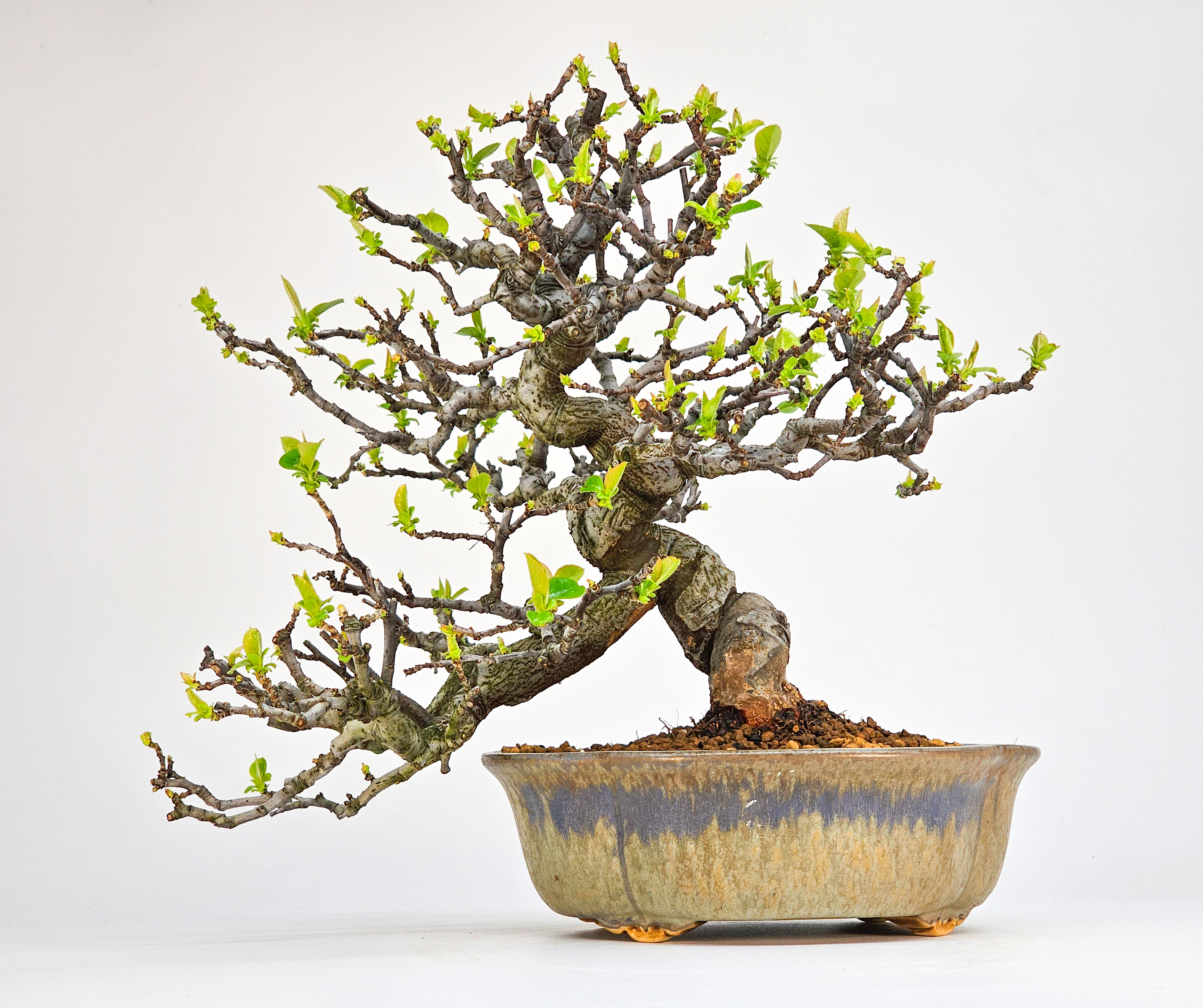 Bonsai Quitte - Pseudocydonia sinensis Shohin 21cm