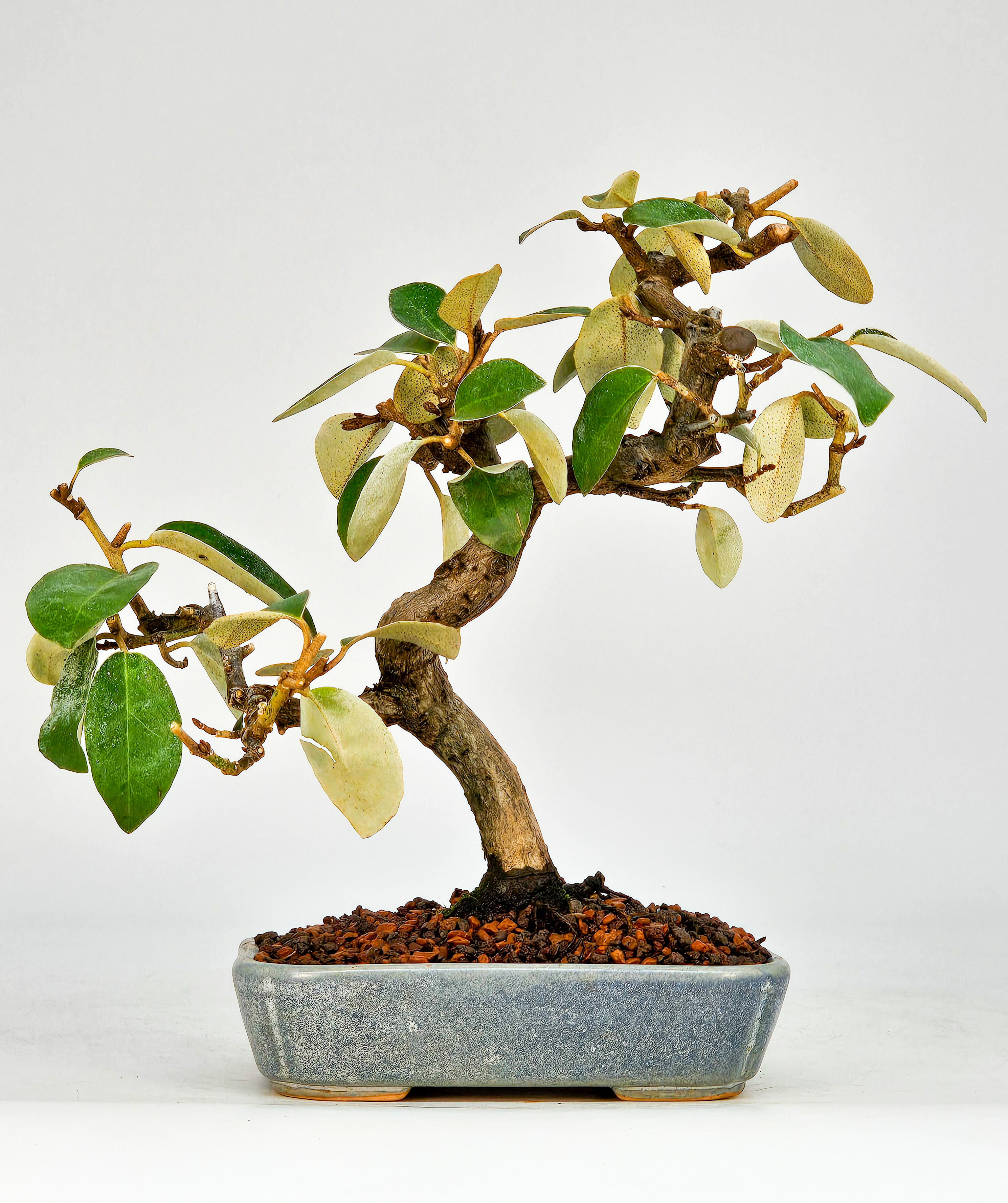 Bonsai Ölweide - Elaeagnus Shohin 19cm 