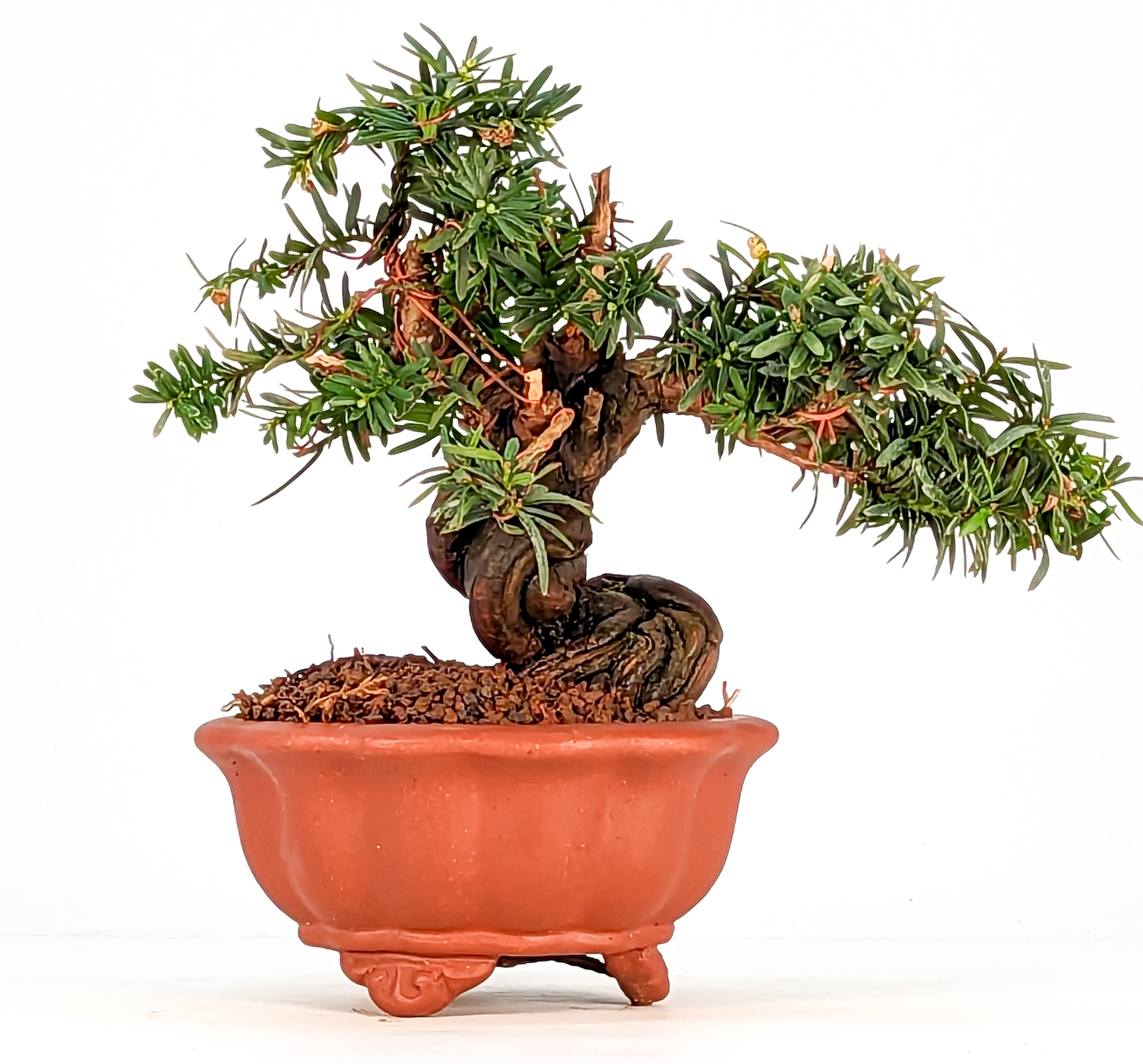 Bonsai Eibe Taxus Shohin 13cm SW10570