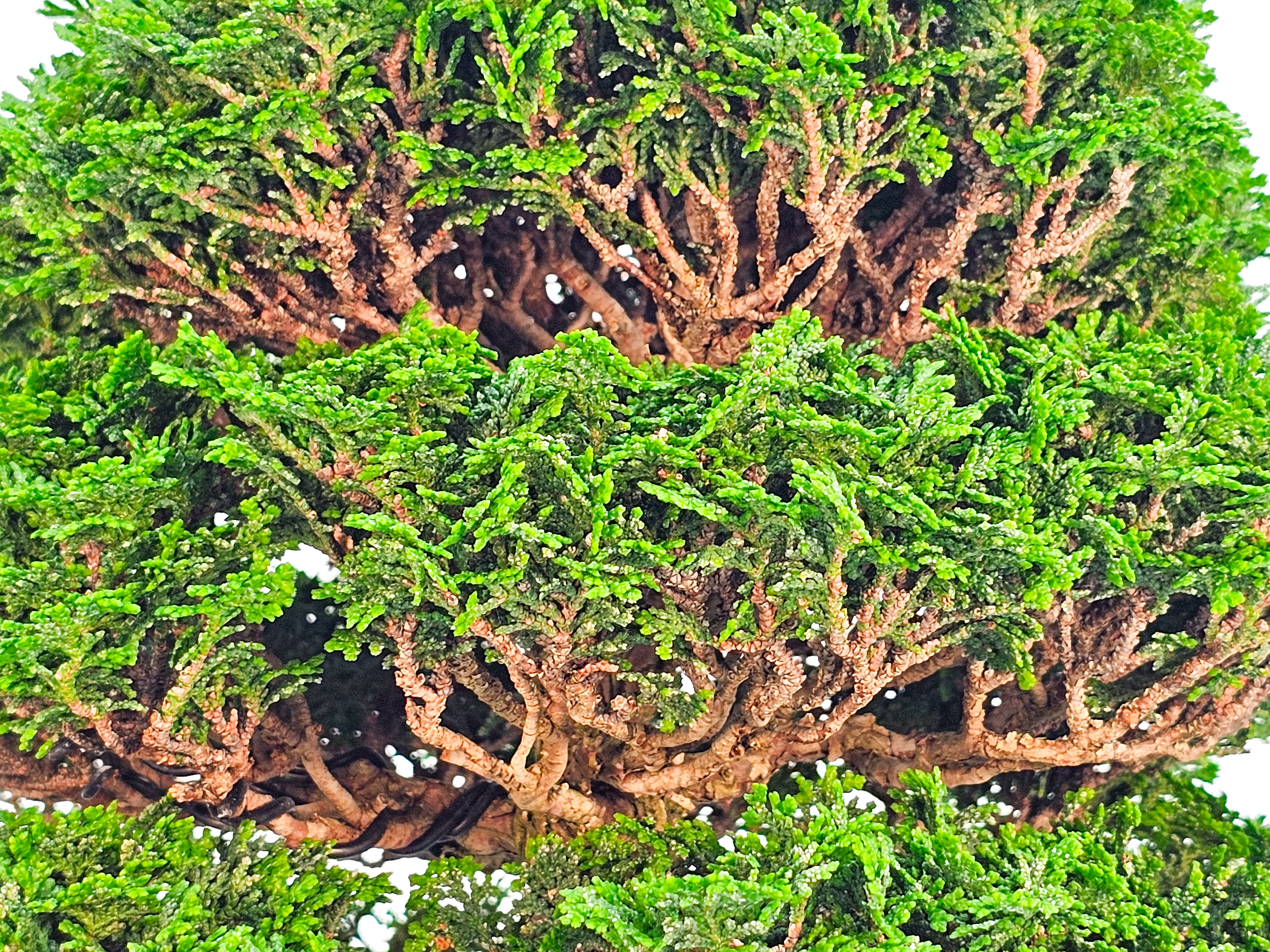 Bonsai Chamaecyparis obtusa 29,5cm Bonsai Chamaecyparis obtusa 29,5cm