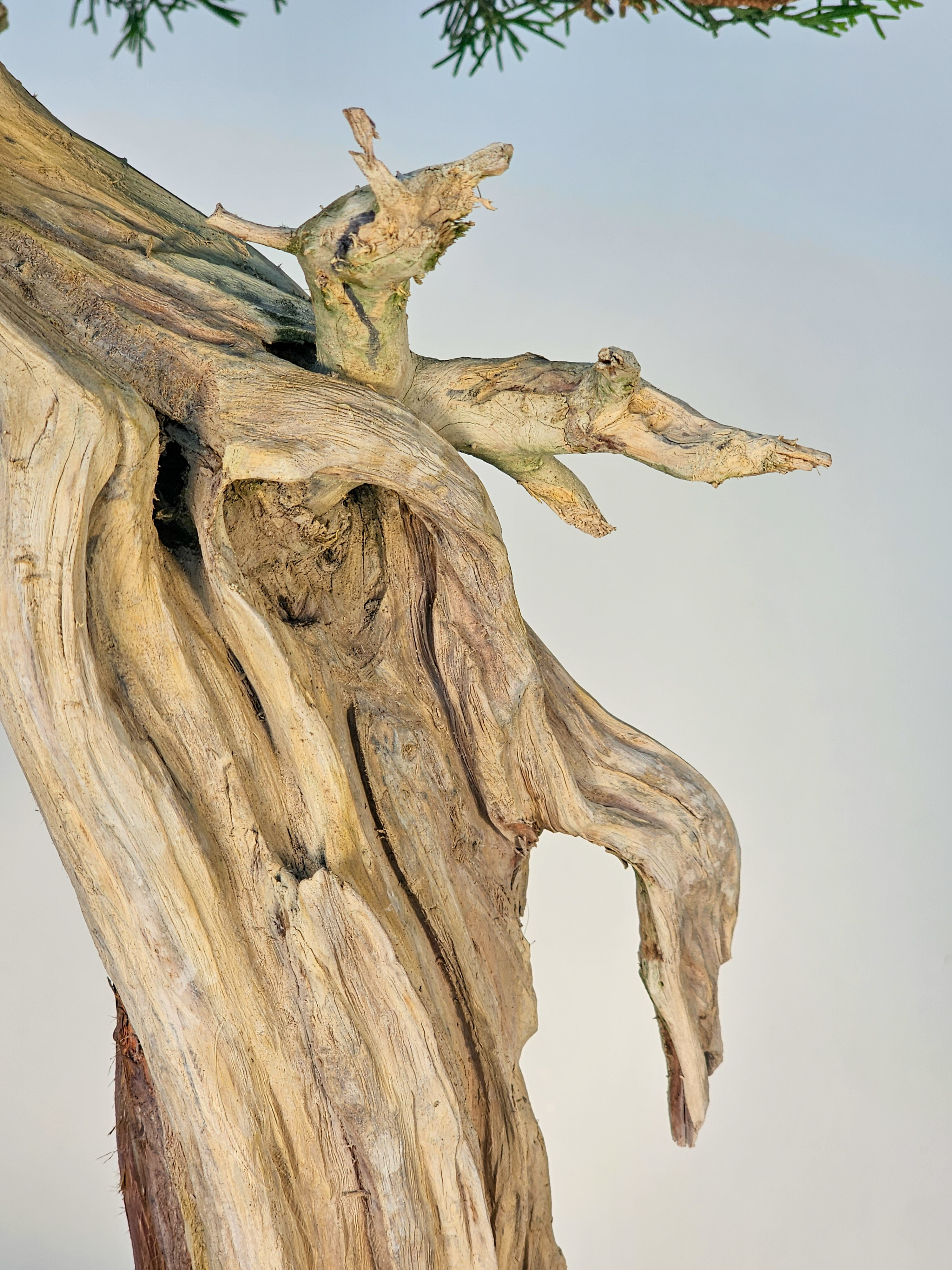 Bonsai Wacholder Juniperus chinensis shimpaku 66 cm Video!!