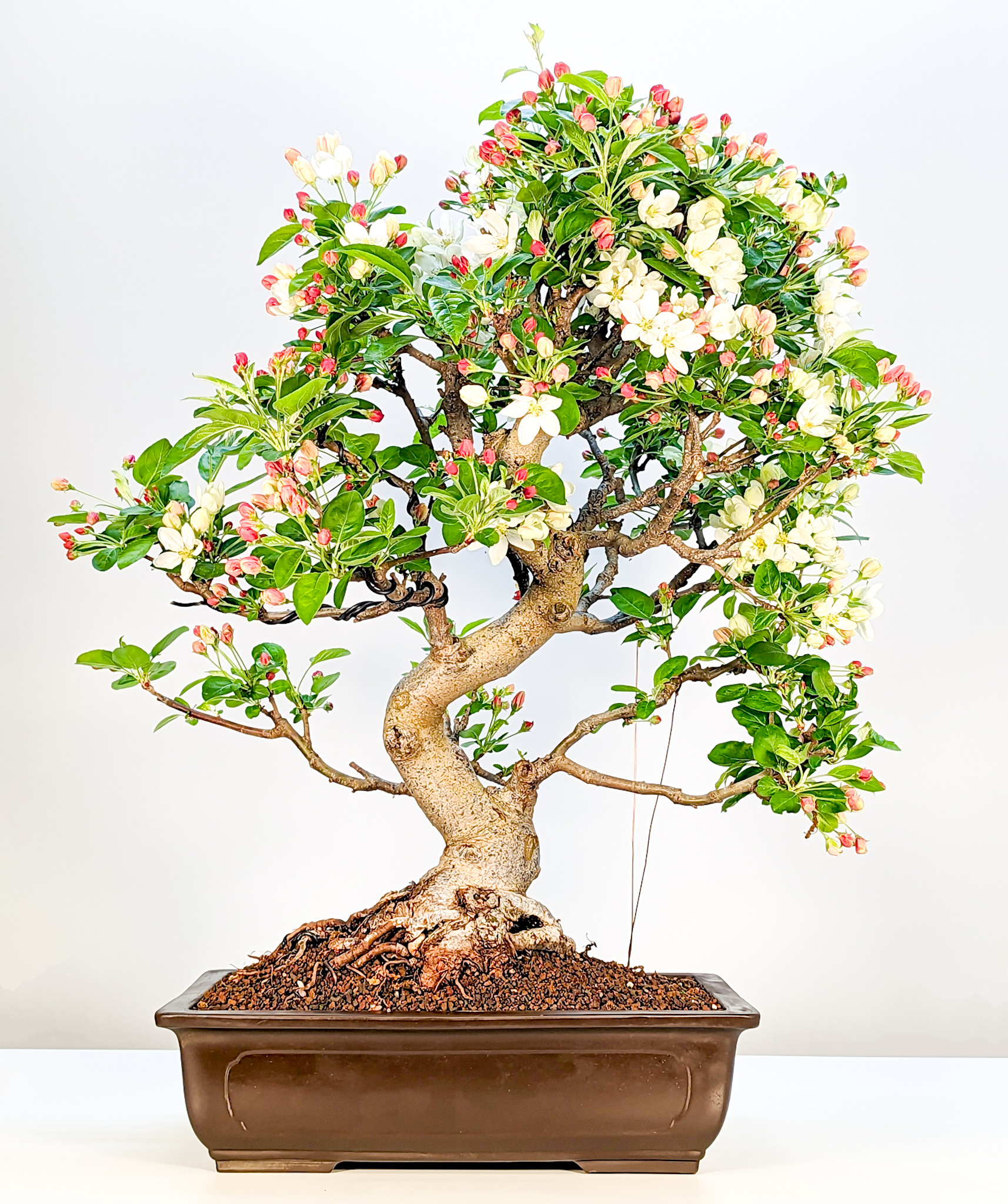 Bonsai Malus - Apfel 56cm