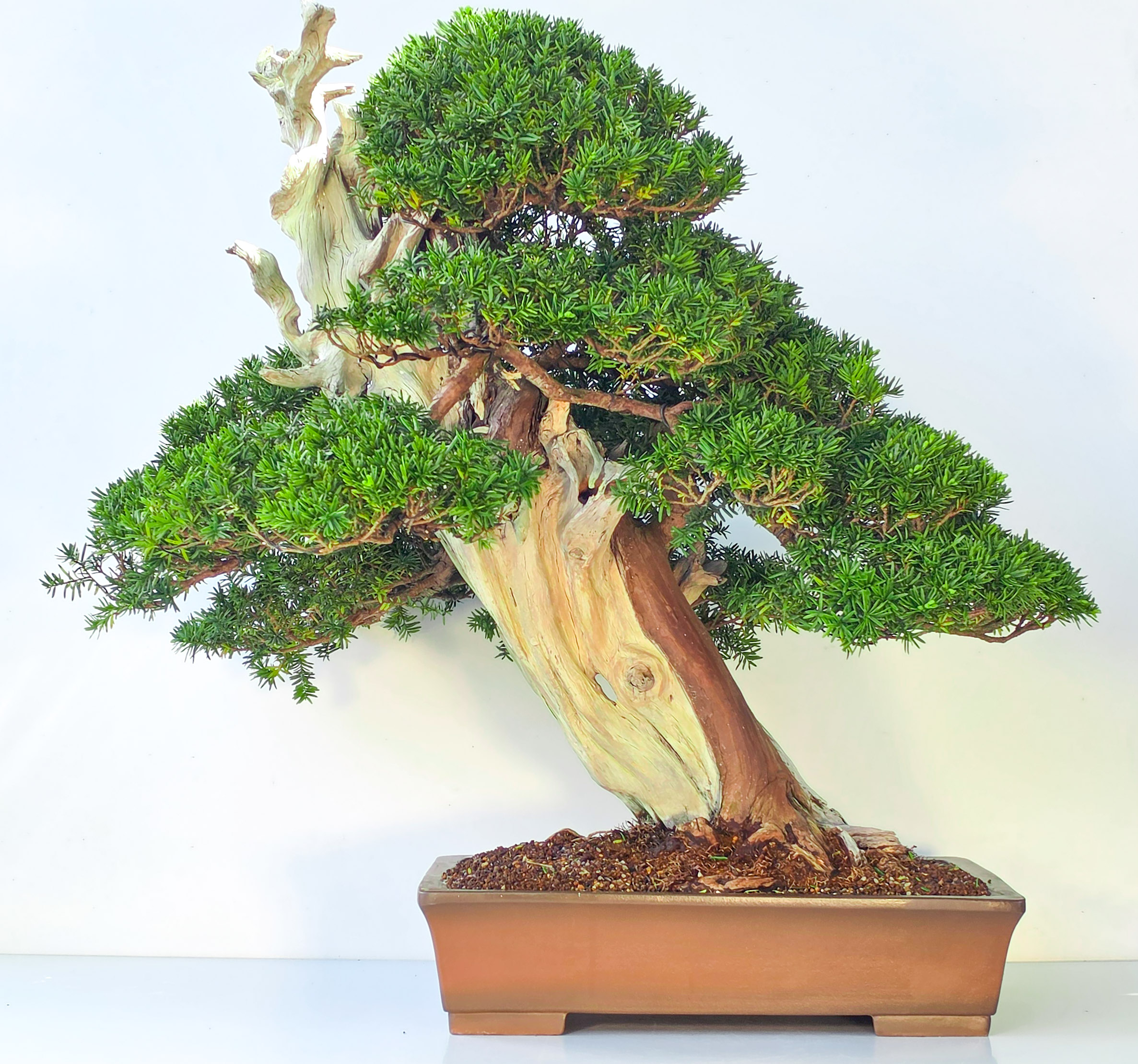 Bonsai Premium japanische Eibe - Taxus cuspidata 75cm Video!!