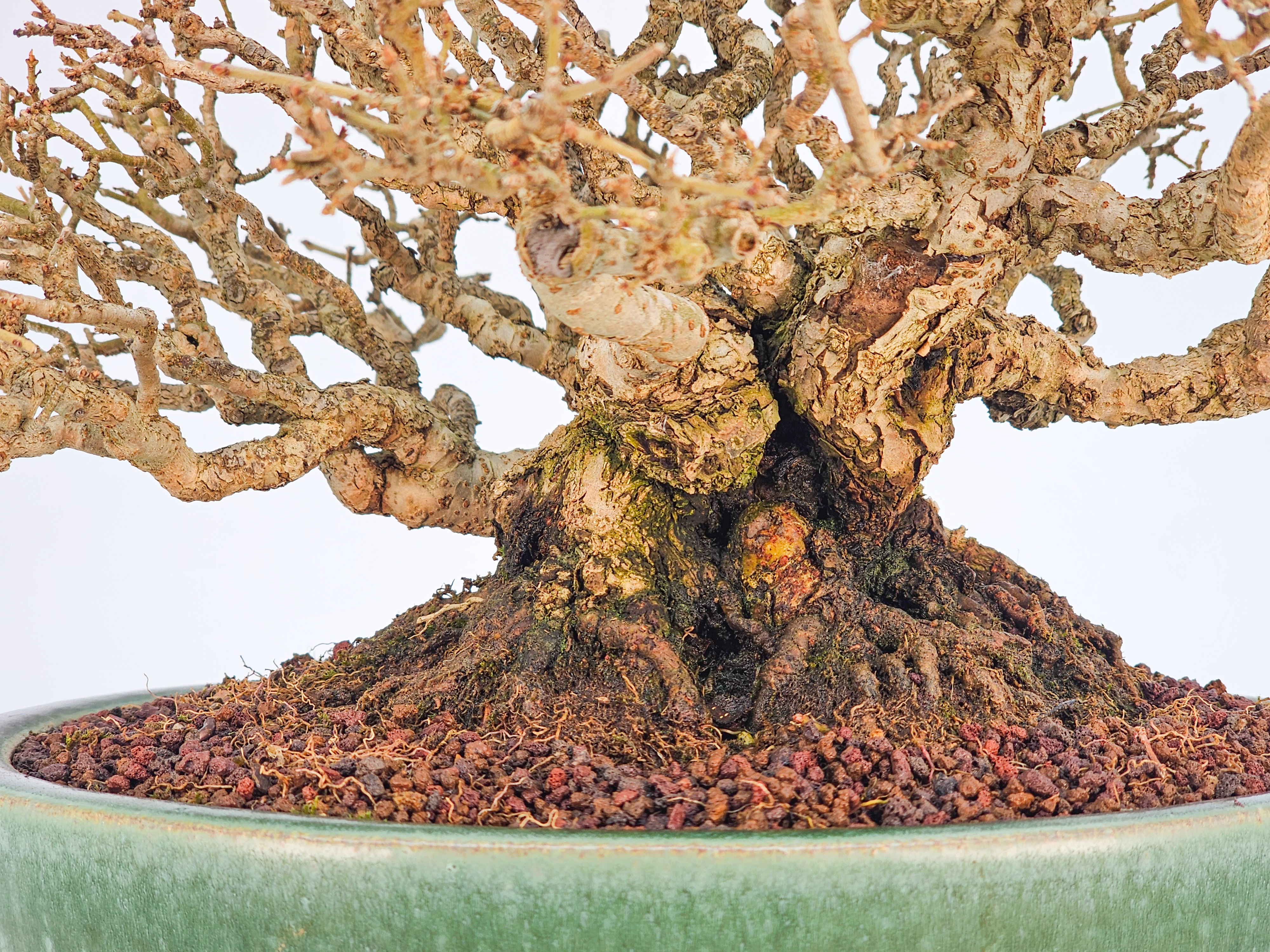 Bonsai Premium Japanischer Liguster - Ligustrum japonicum Shohin 18cm 