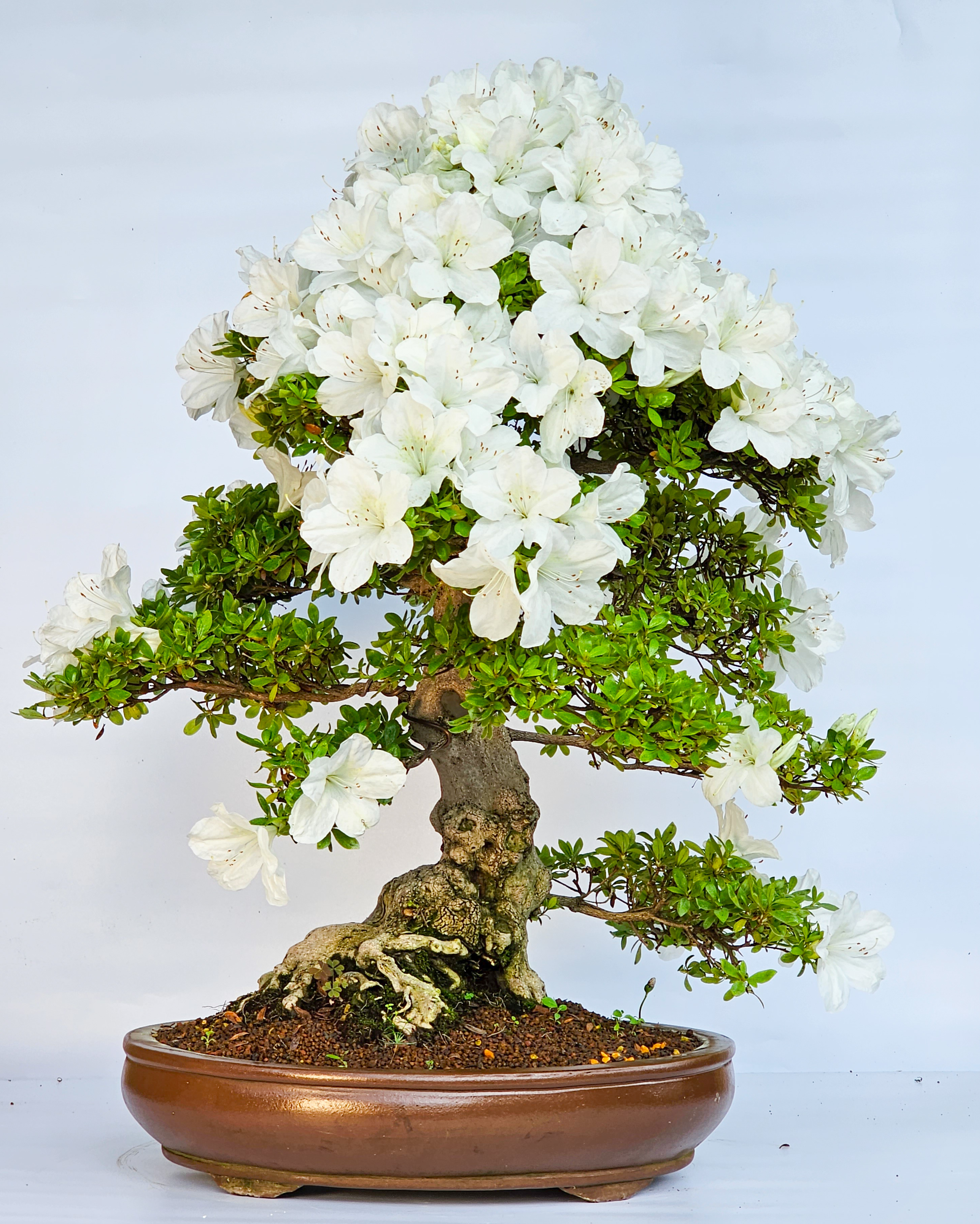 Bonsai Azalee Rhododendron indicum Hakatajiro 60cm Bonsai Azalee Rhododendron indicum Hakatajiro 60cm