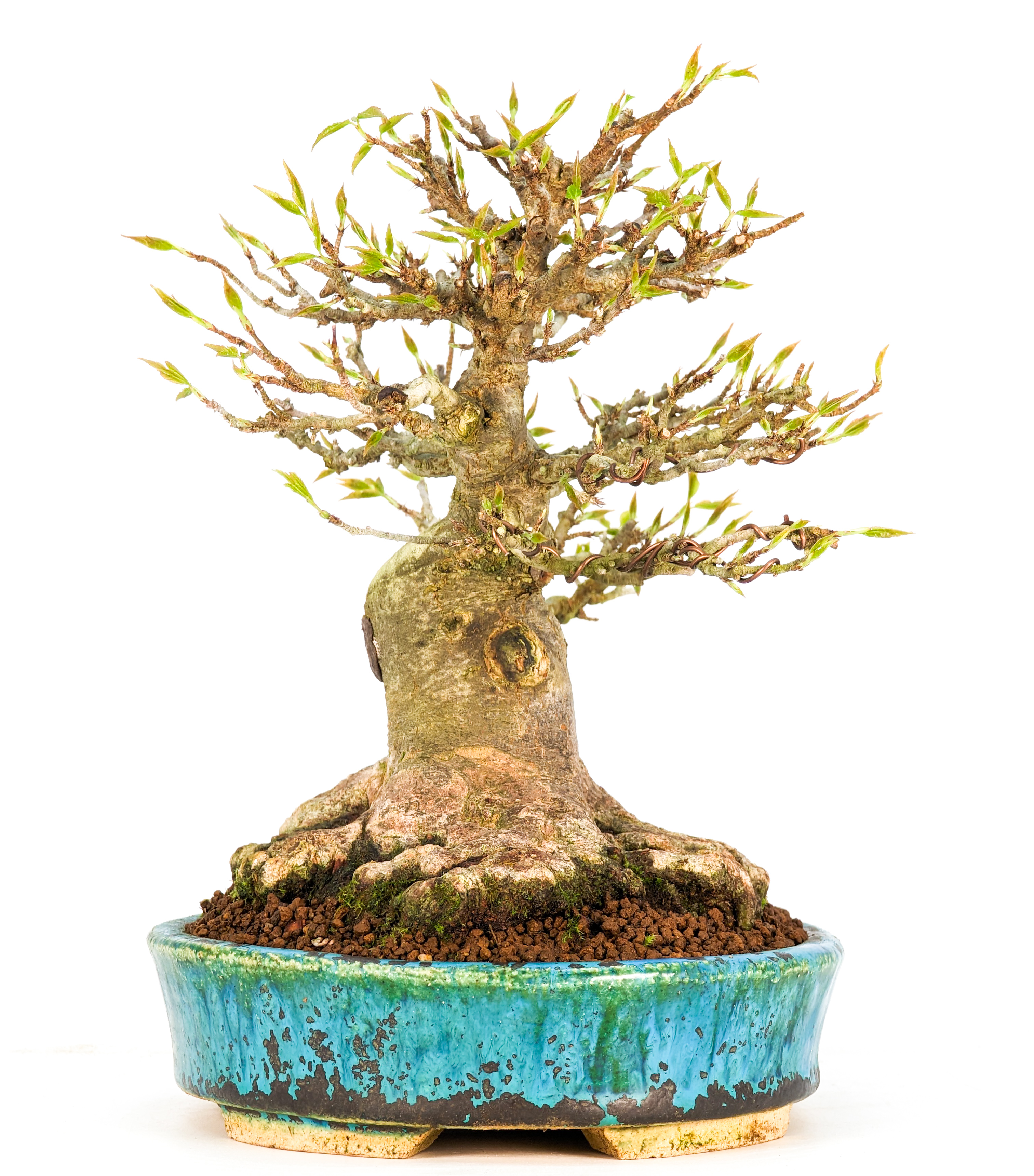 Bonsai Dreispitzahorn - Acer buergerianum Shohin 19cm Bonsai Dreispitzahorn - Acer buergerianum Shohin 19cm