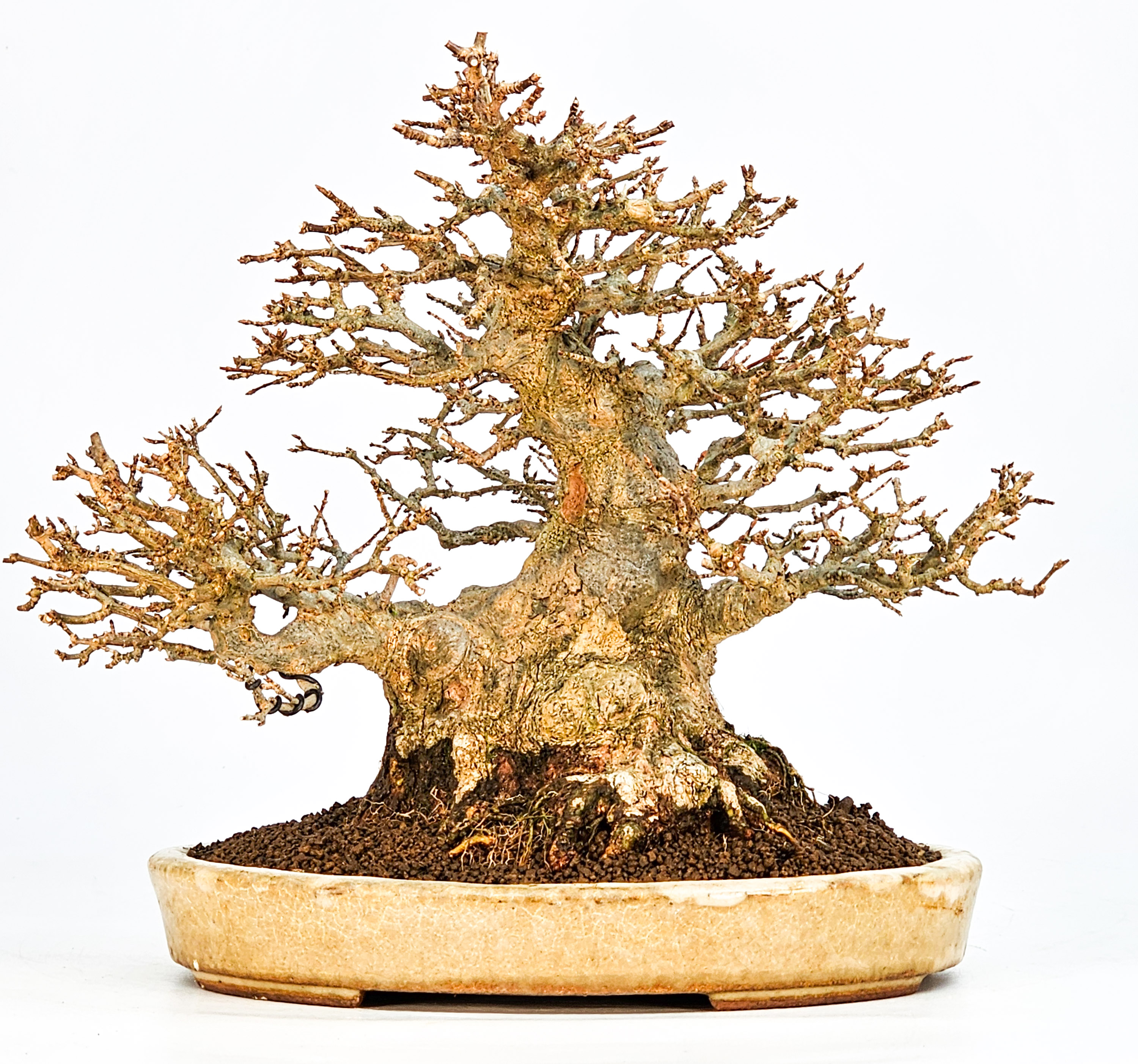 Bonsai Dreispitzahorn - Acer buergerianum 20cm Video!!