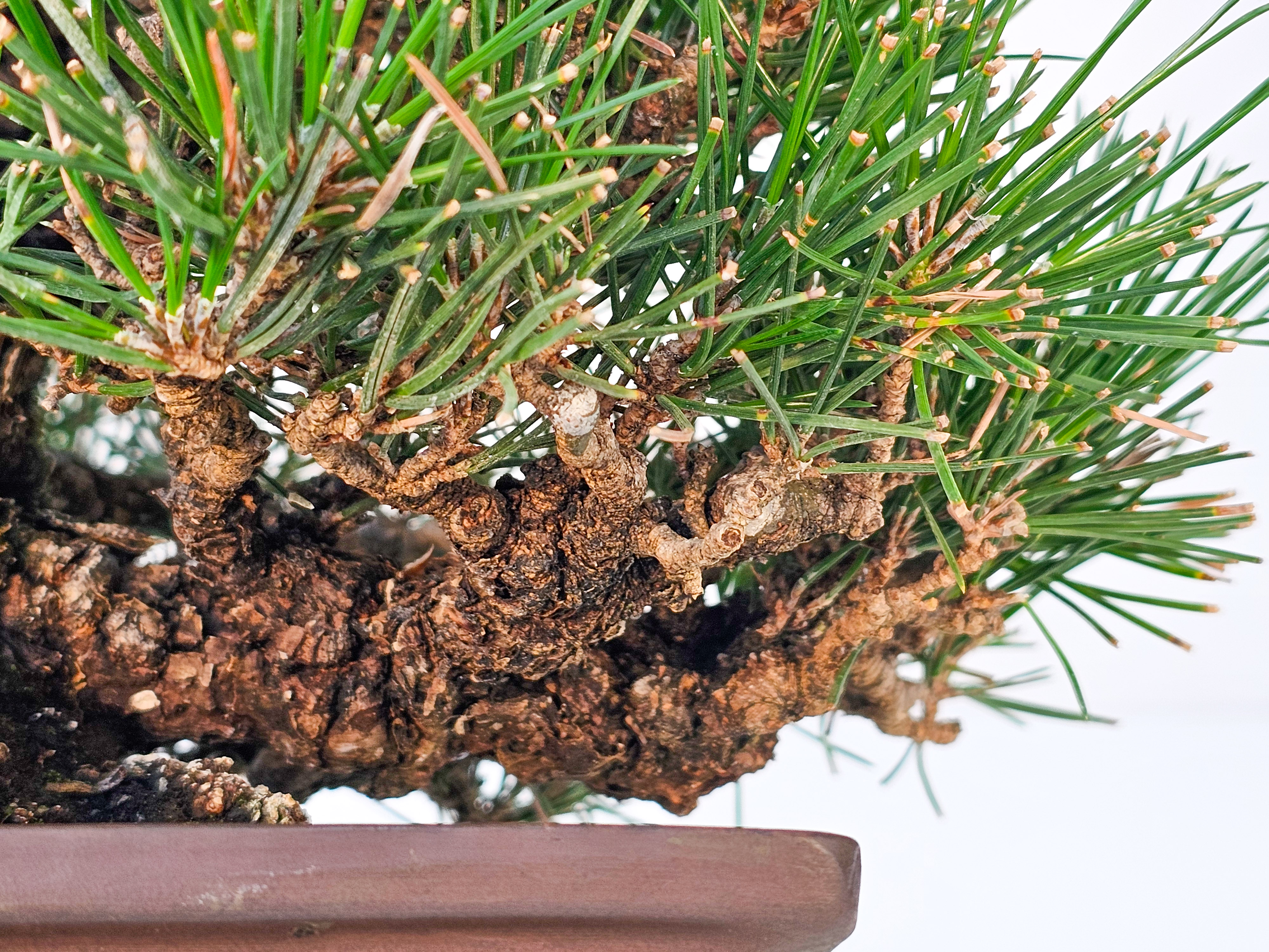 Bonsai Schwarzkiefer - Pinus thunbergii  22,5 cm Video!!