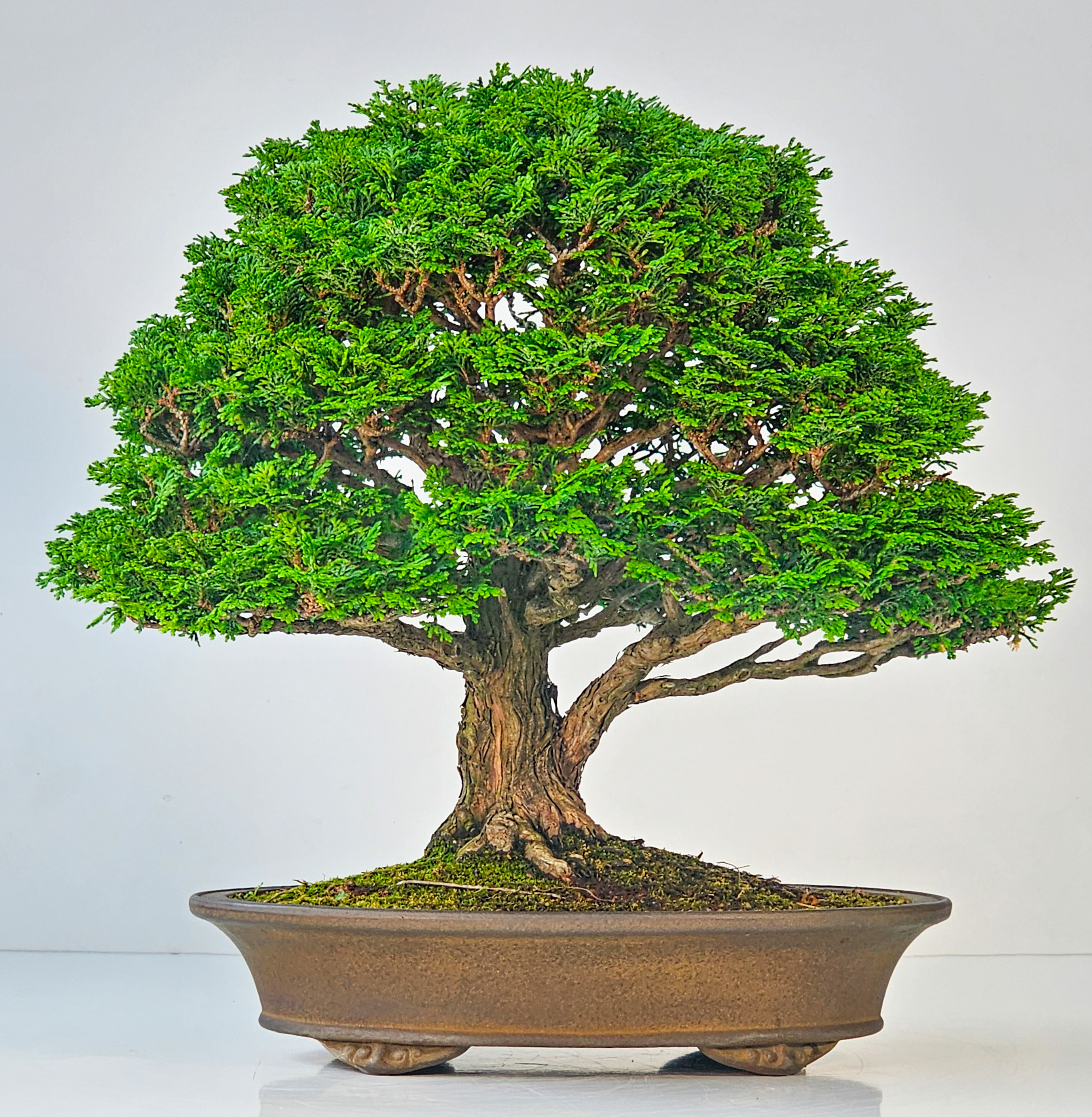 Bonsai Chamaecyparis obtusa 32,5 cm