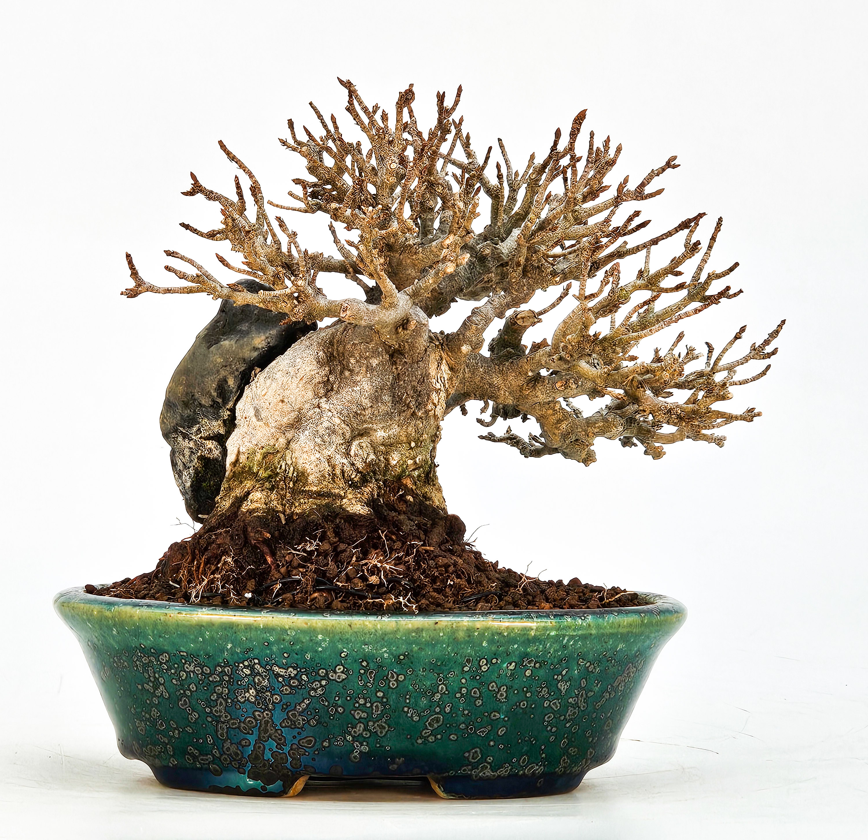 Bonsai Dreispitzahorn - Acer buergerianum Ishizuki Shohin 11cm