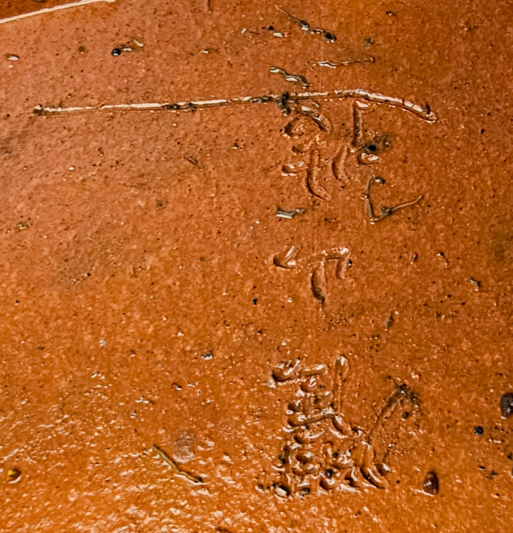 Bonsai Premium Zürgelbaum - Celtis sinensis Shohin 18cm