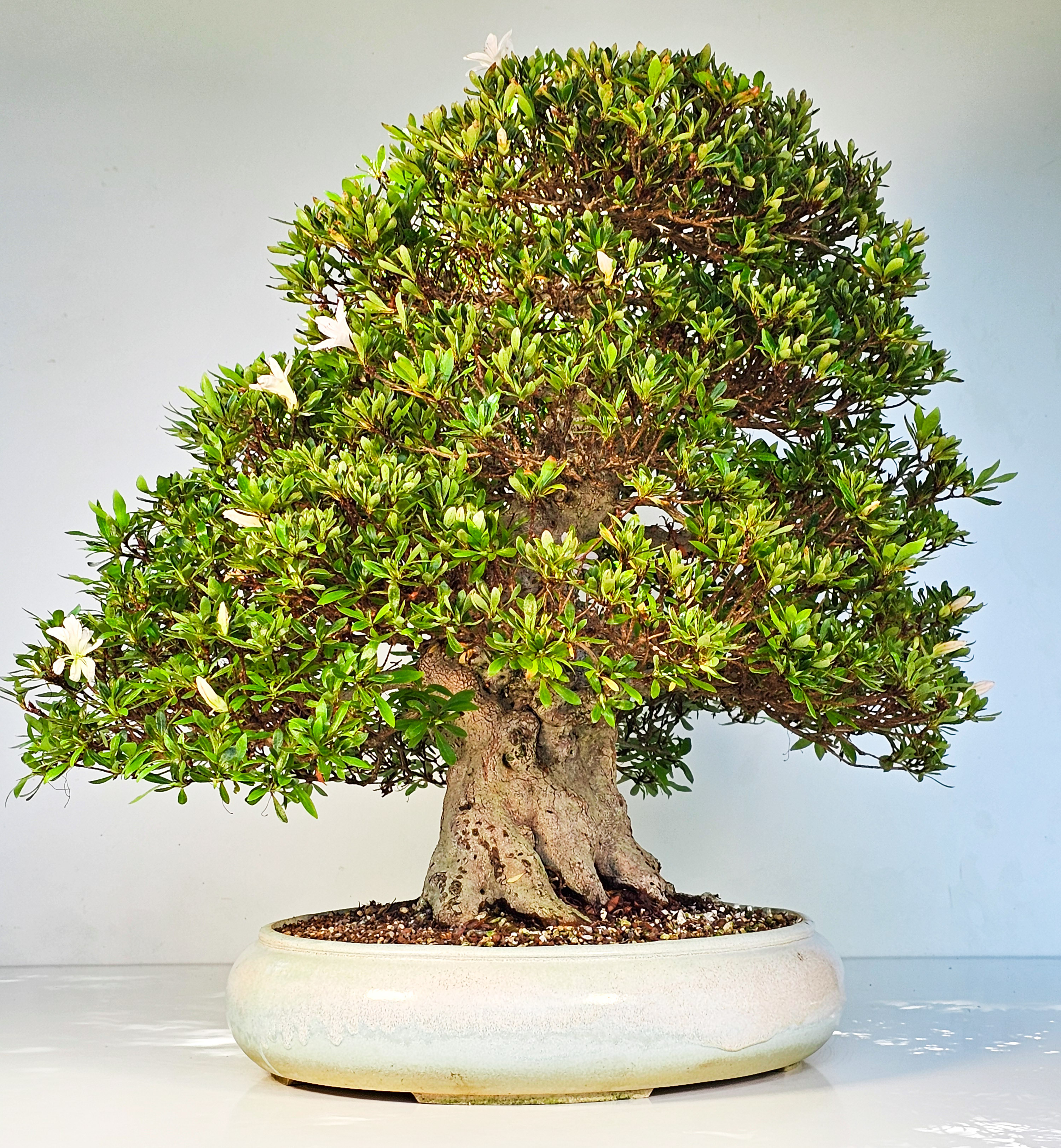 Bonsai Azalee Rhododendron indicum -Kozan- 55cm Bonsai Azalee Rhododendron indicum -Kozan- 55cm